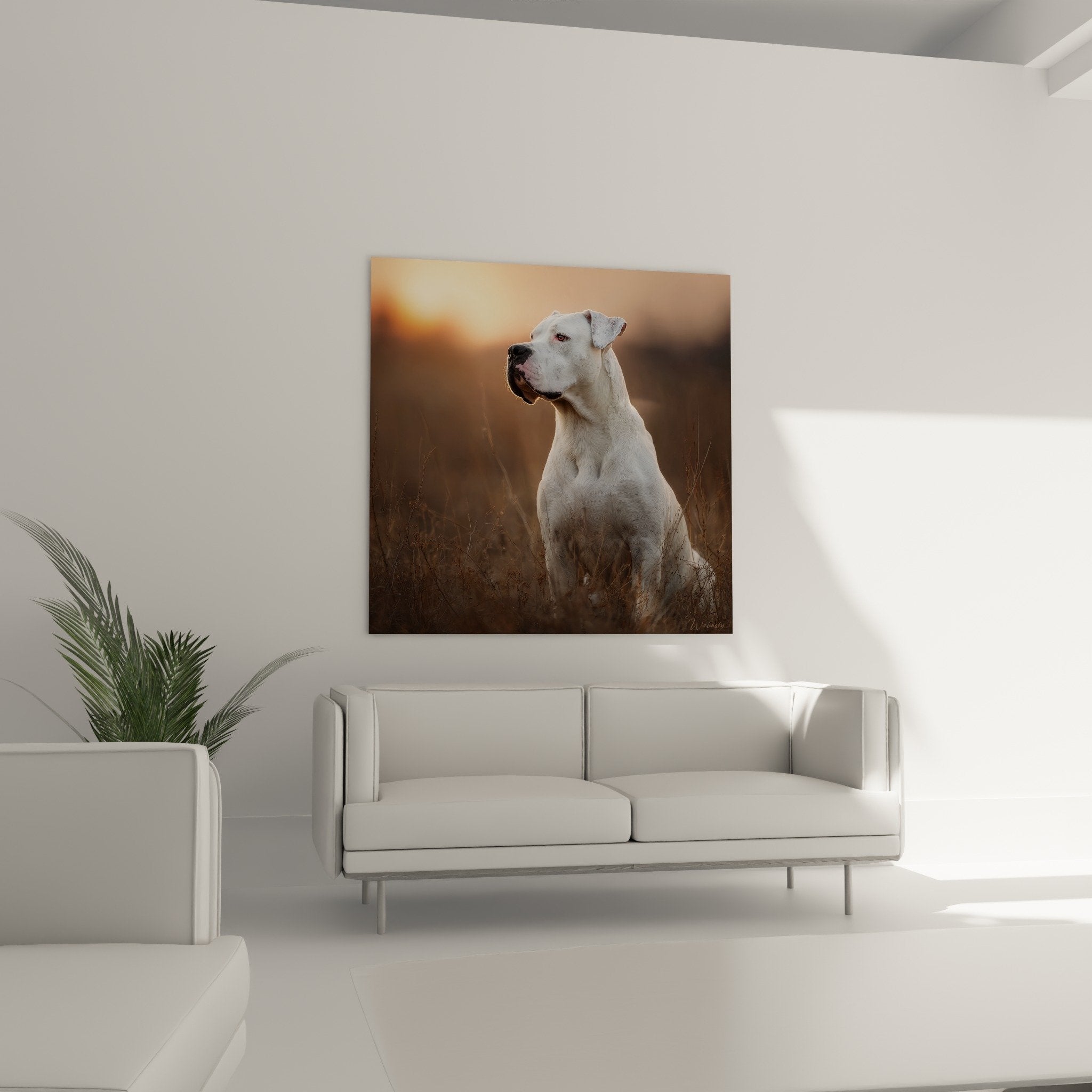 Gros plan dogue argentin blanc pelage immacule expression sereine yeux clairs noble