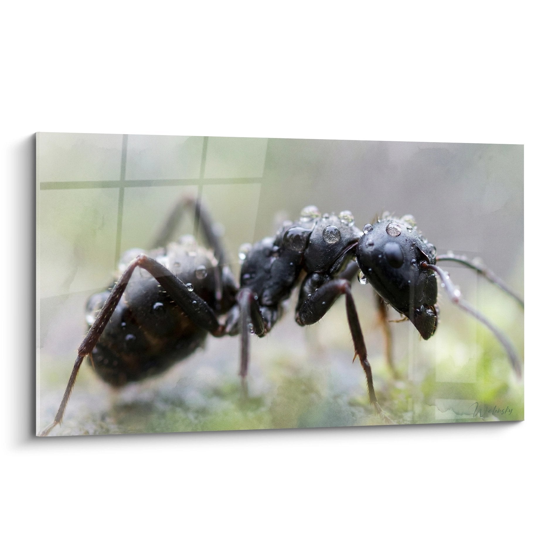 Schwarze Ameise mit Wassertropfen bedeckt Makrofotografie auf unscharfem grünem Naturhintergrund feuchte Umgebung