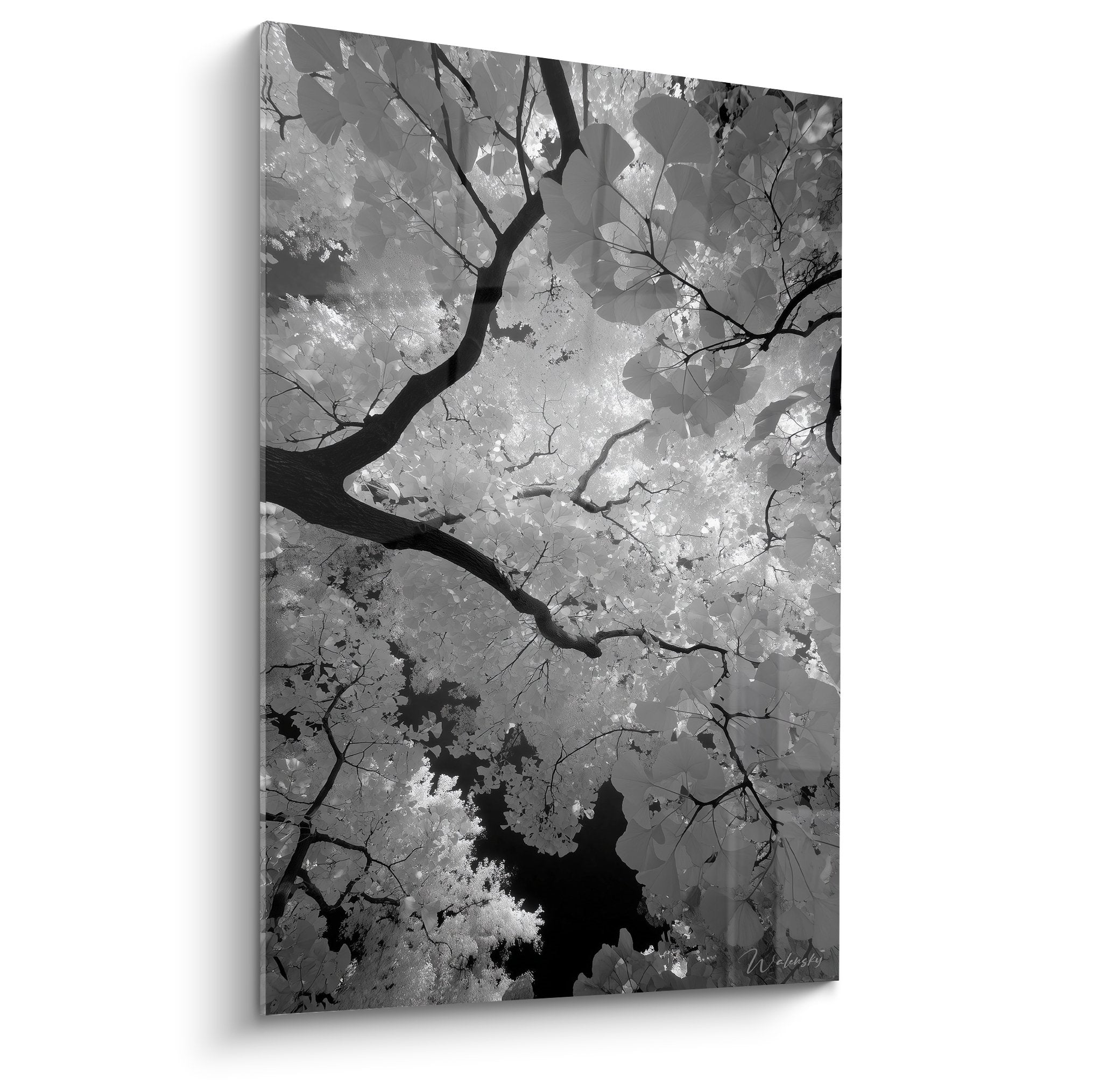 Vue en contre-plongee branches feuilles ginkgo biloba noir blanc ciel gris photographie artistique