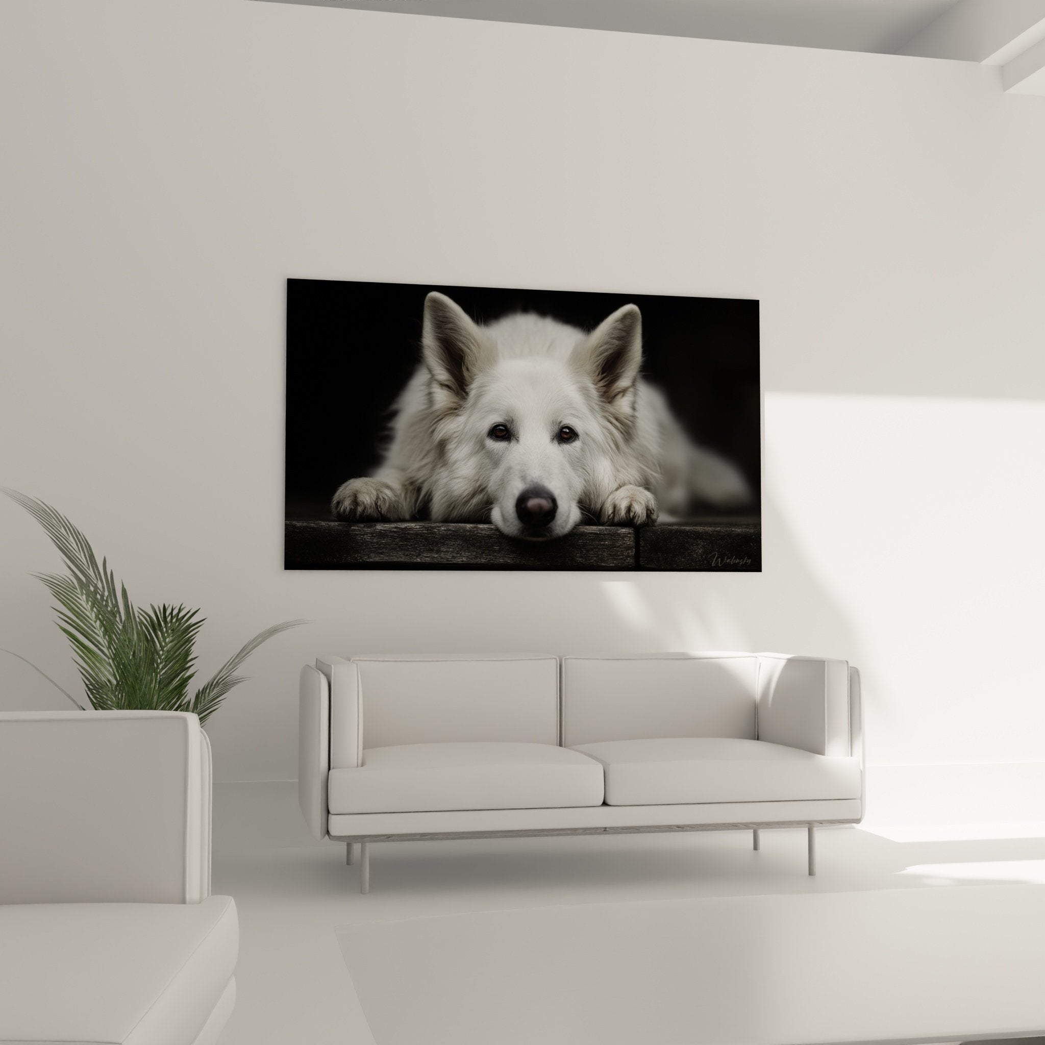 Nahaufnahme Porträt Weißer Schweizer Schäferhund weißes Fell ausdrucksstarke Augen künstlerische Fotografie Schwarzweiß