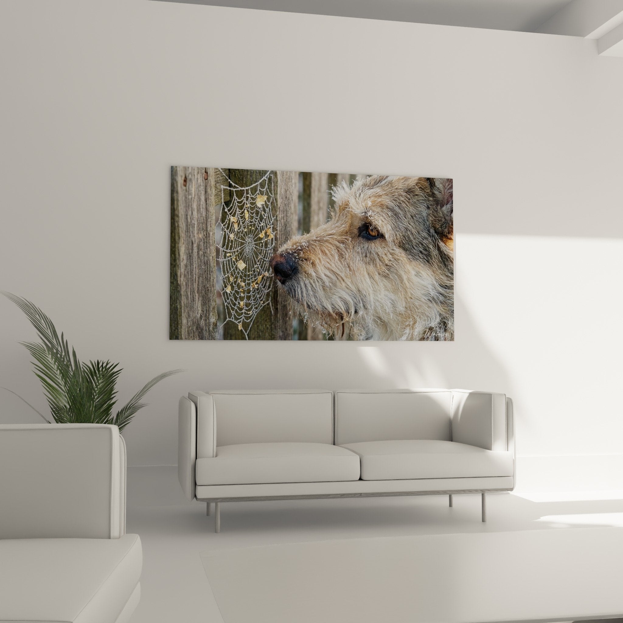 Gros plan pelage Berger Picard beige fauve et toile araignee perlees rosee cristalline details