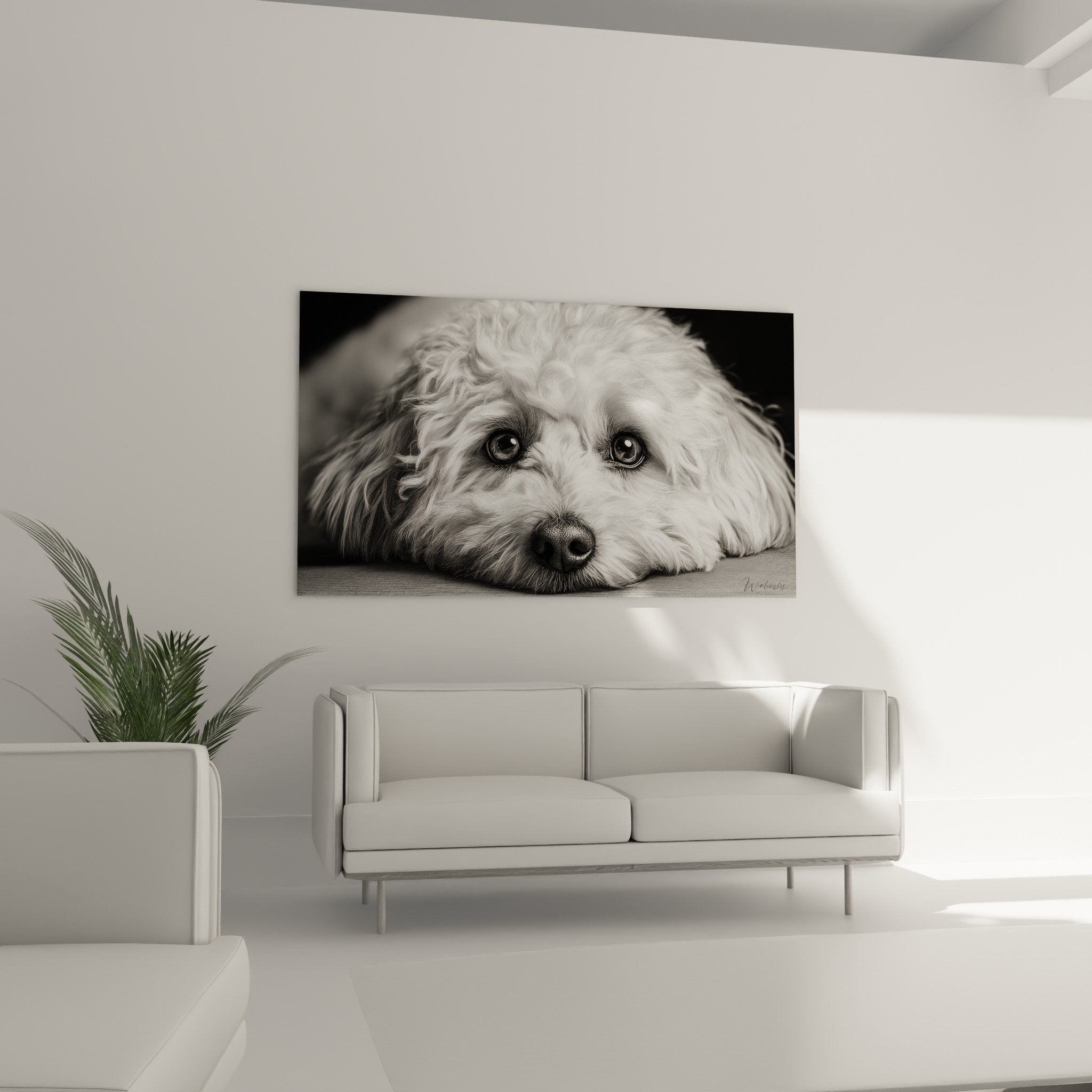 Gros plan portrait Bichon Havanais monochrome détails pelage bouclé yeux expressifs reflets