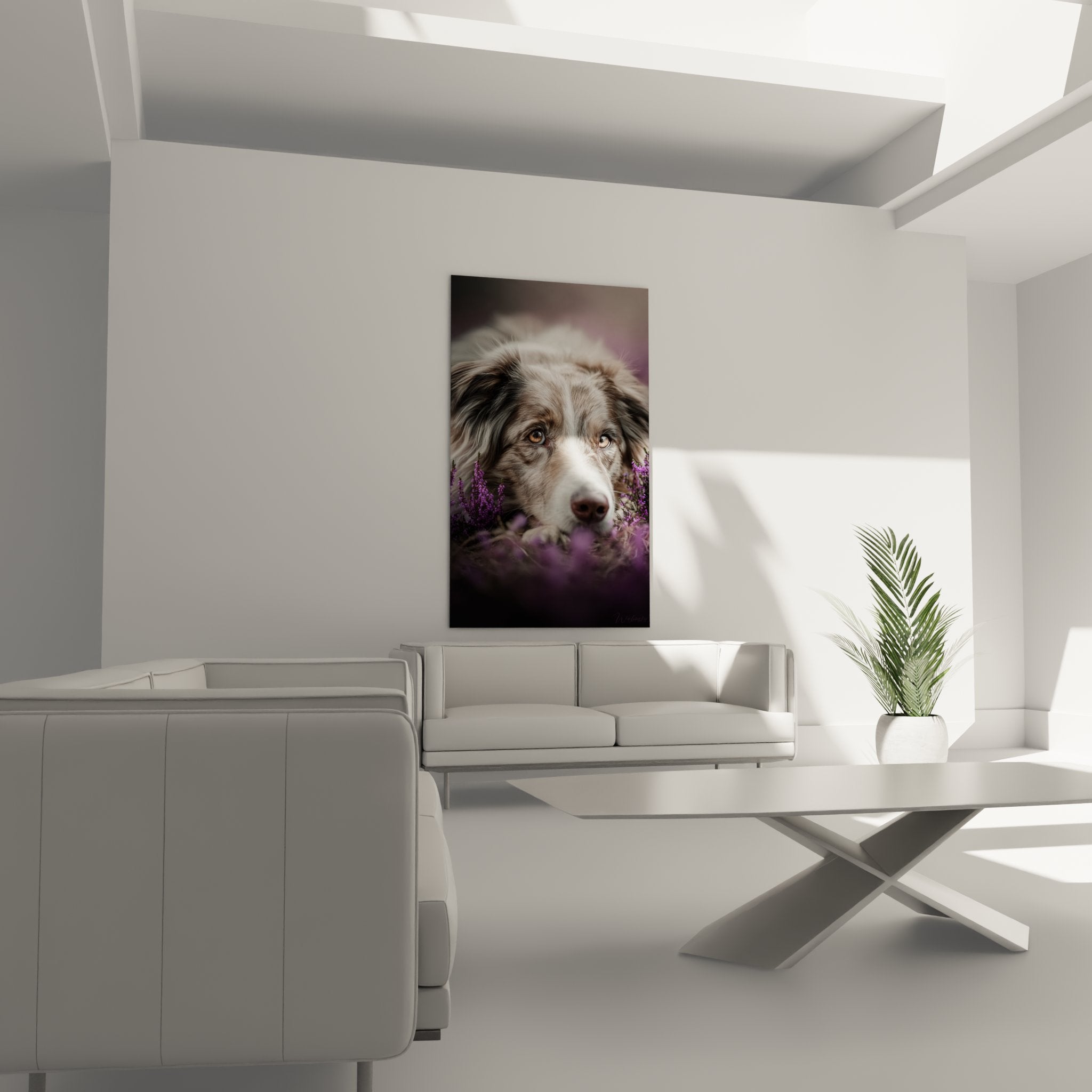 Gros plan Border Collie yeux ambrés expressifs pelage tricolore bruyères mauves flou artistique