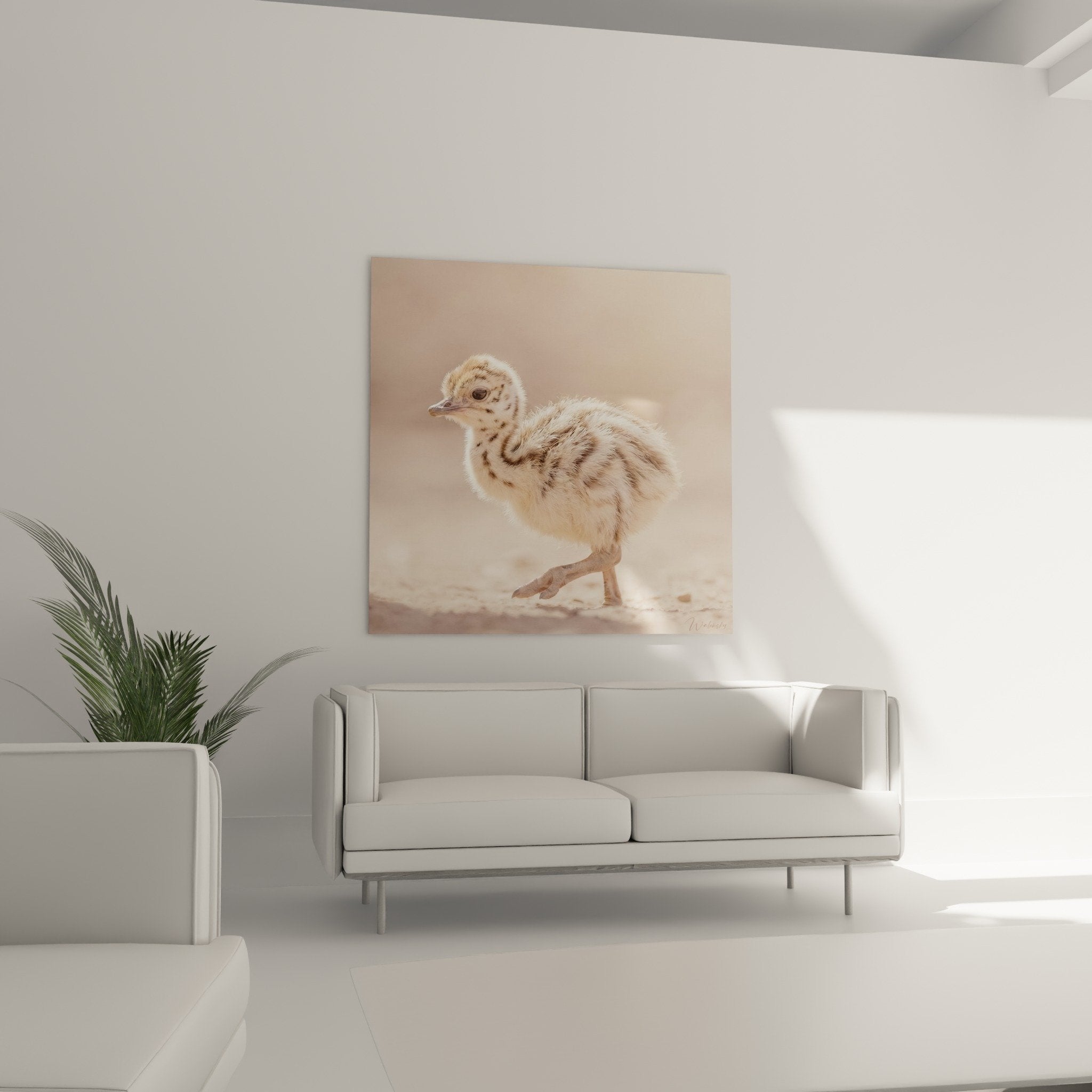 Close-up of soft downy ostrich chick feathers golden cream texture natural plumage details
