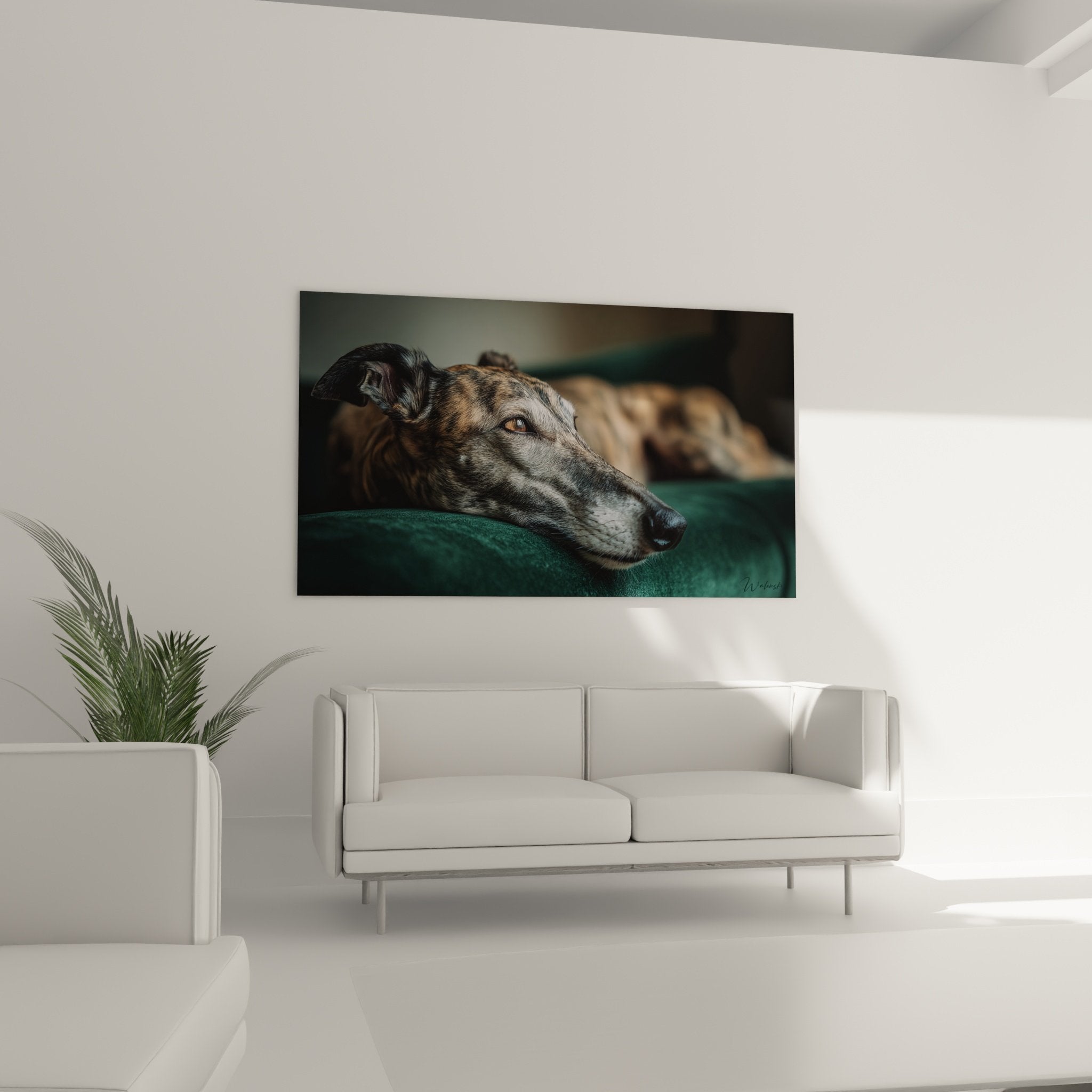 Gros plan lévrier Whippet endormi, détails pelage argenté et expression sereine sur coussin