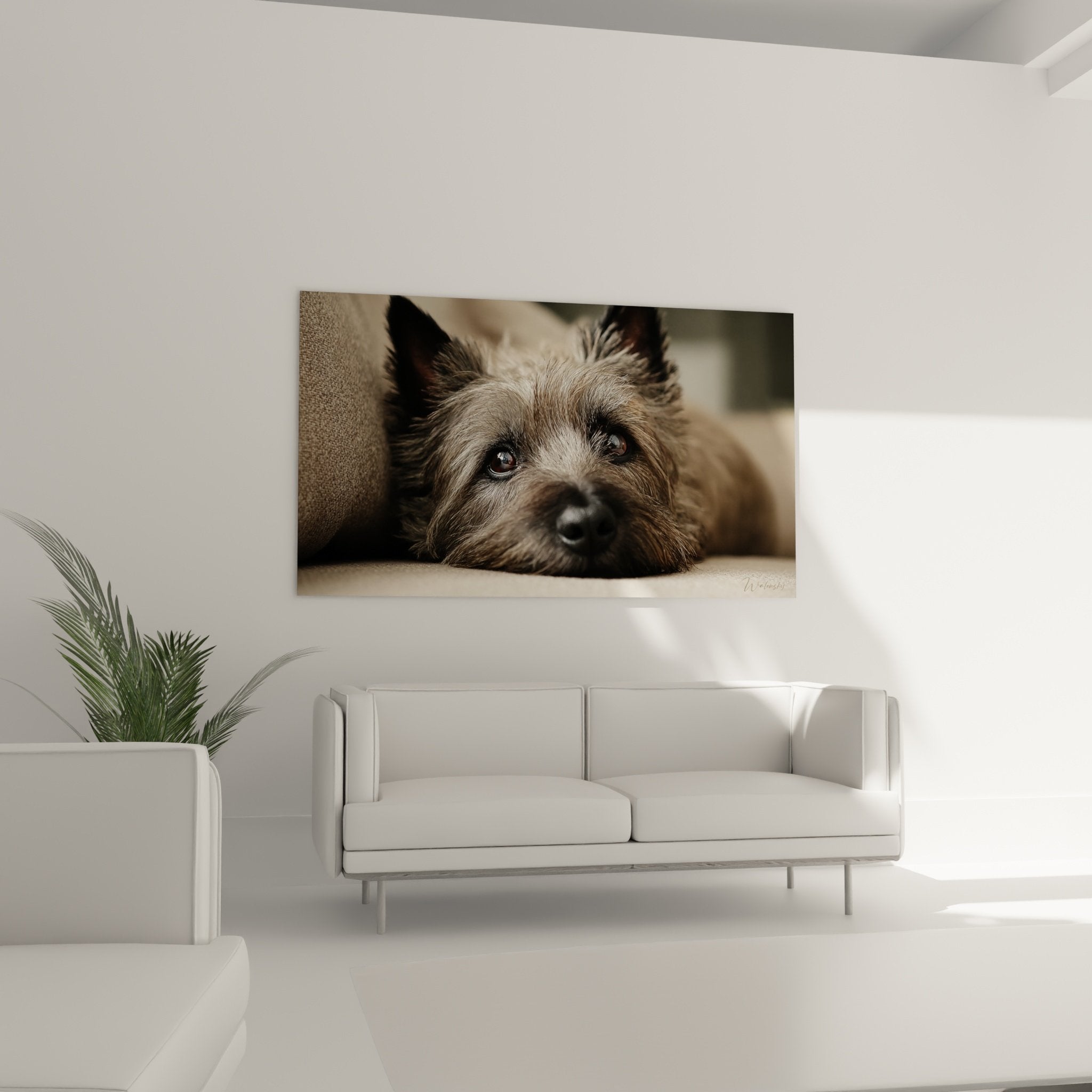 Gros plan yeux expressifs Cairn Terrier pelage texture details portrait canin emotionnel art mural