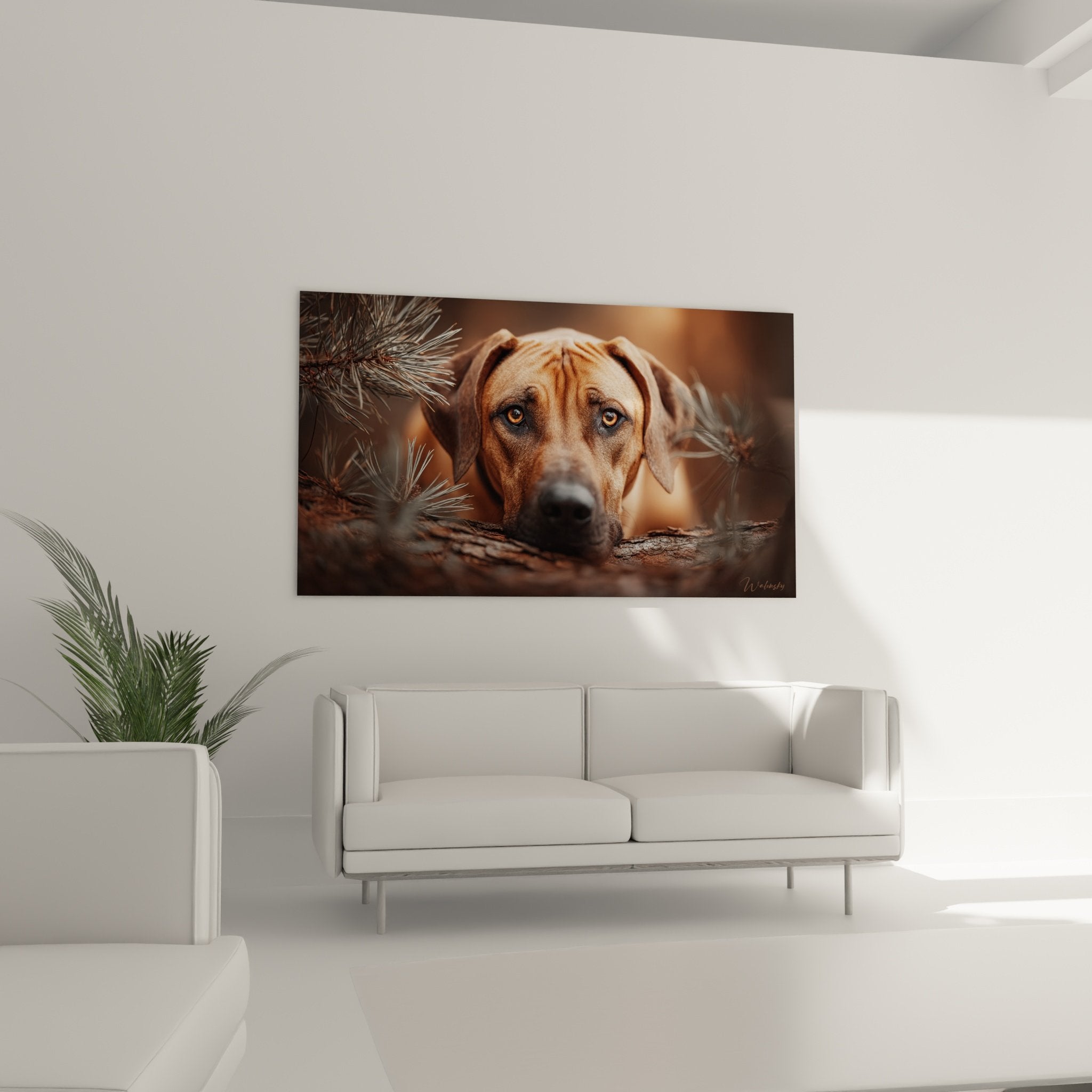 Gros plan détail yeux ambrés Rhodesian Ridgeback expression mélancolique noble pelage fauve cuivré