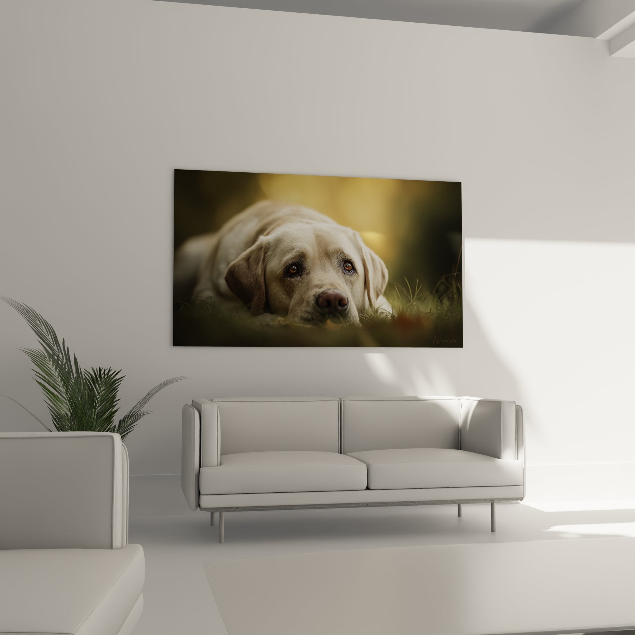 Primo piano occhi ambra labrador beige espressione tenera muso scuro mantello crema texture morbida