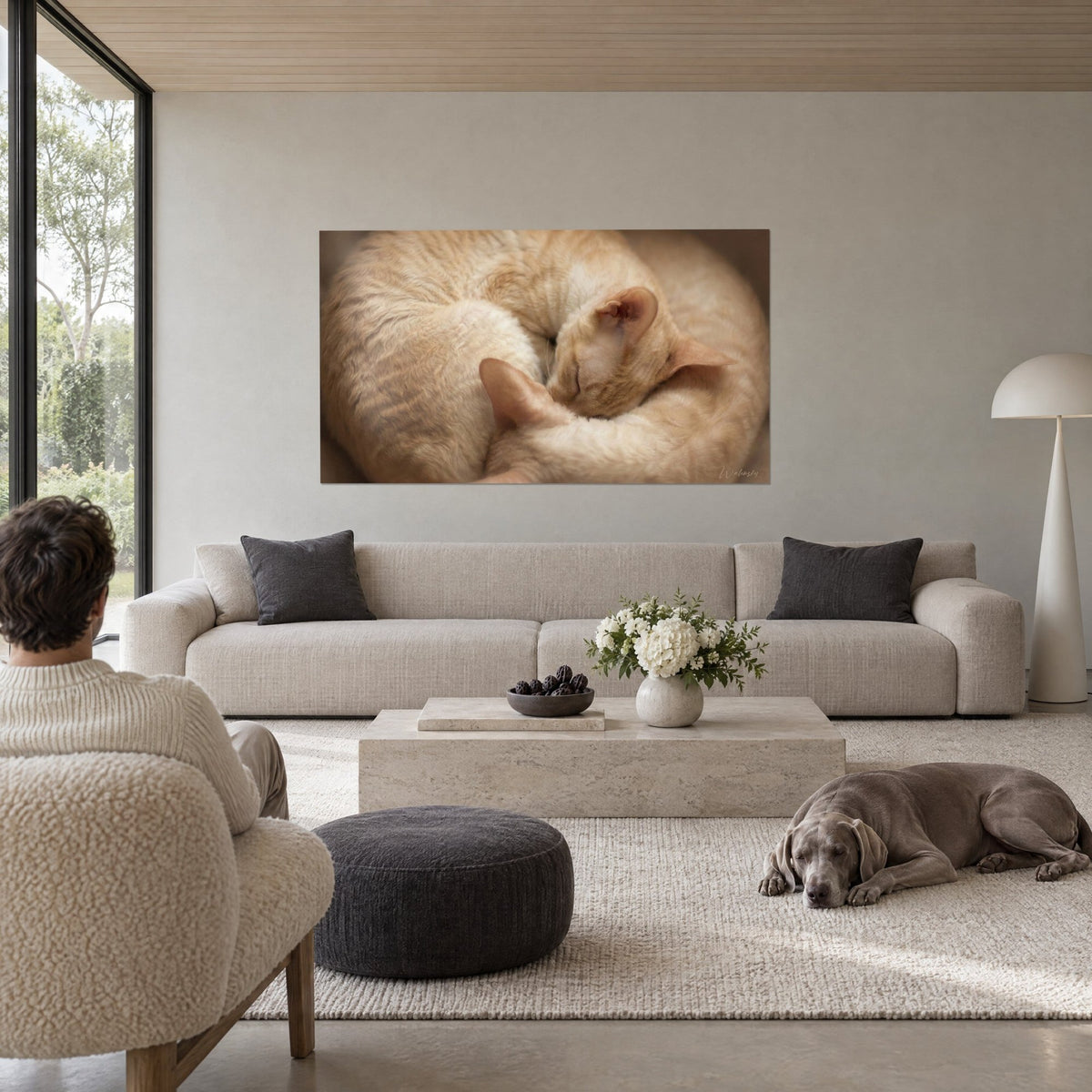 Wall art Cornish Rex cat curled into a ball, cream and apricot coat, pink ears, above a sofa in a bright living room
