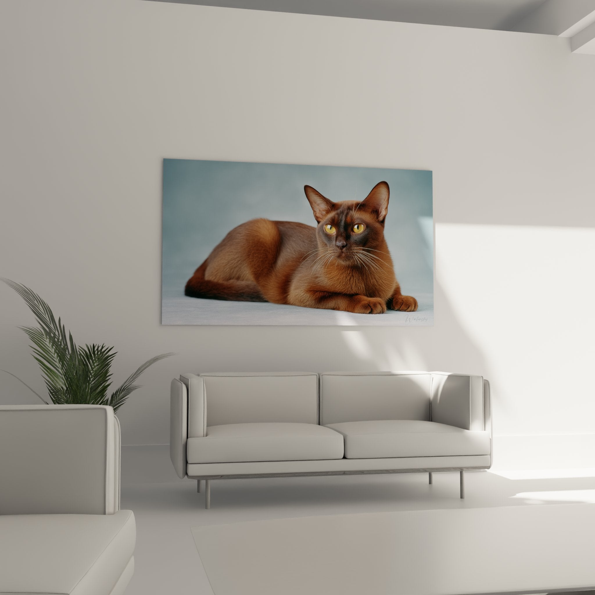 Gros plan portrait chat Burmese chocolat aux yeux dorés expressifs et pelage soyeux brillant