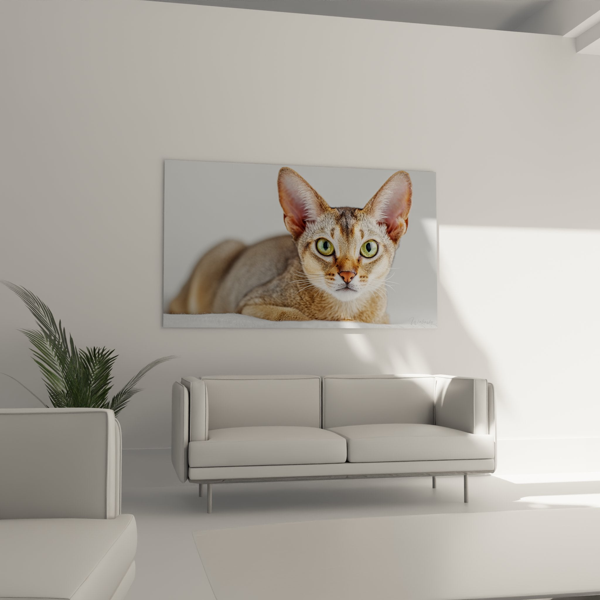 Gros plan portrait chat Singapura regard intense yeux verts perçants sur toile