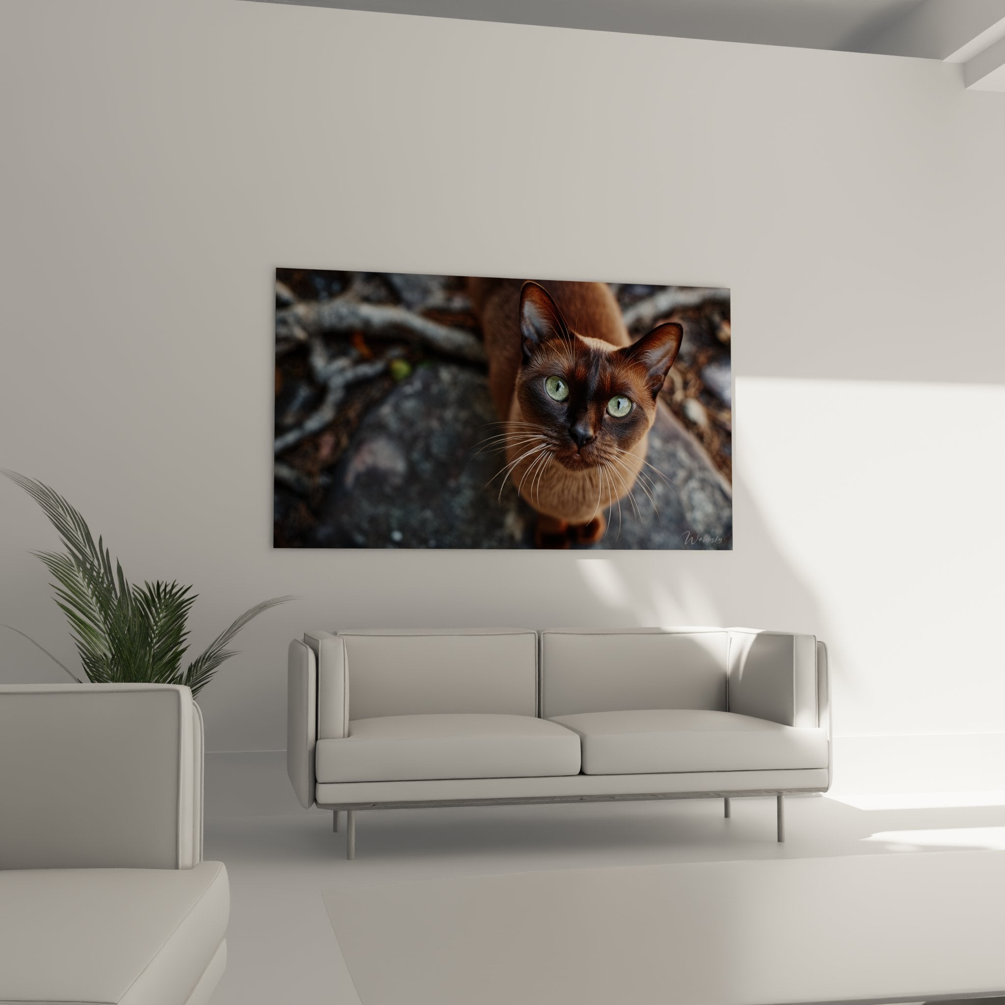 Gros plan sur les yeux verts hypnotiques et le pelage soyeux chocolat d'un chat Burmese de race pure