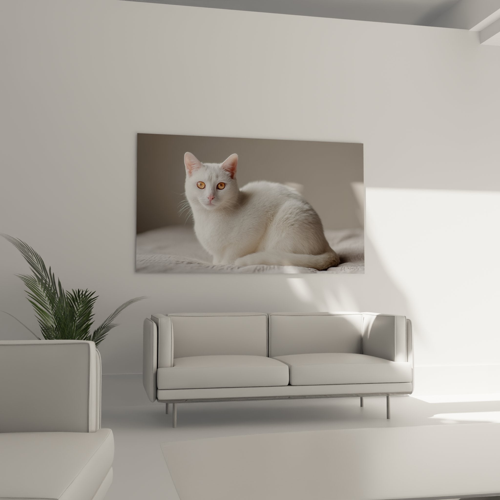 Gros plan sur le visage d'un chat Burmilla blanc révélant ses magnifiques yeux ambrés et son expression sereine