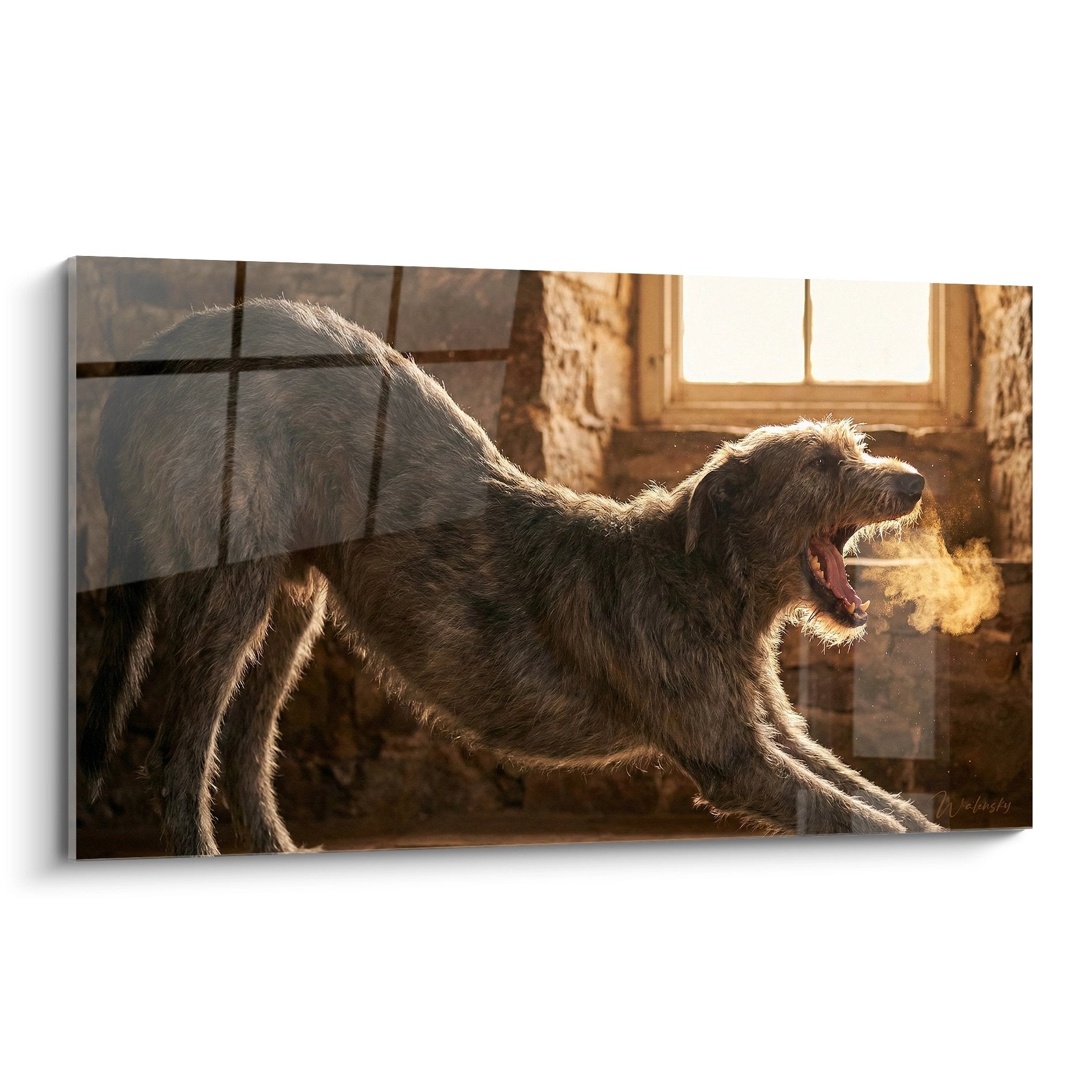 Irish Wolfhound gris brun baillant dans lumiere doree interieur rustique murs pierre