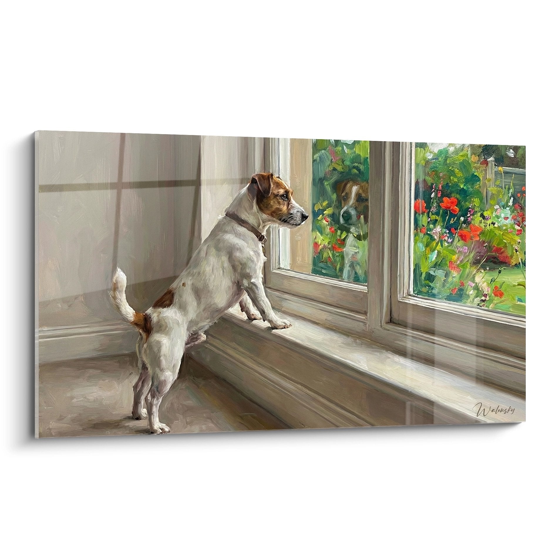 Jack Russel Terrier blanc et roux contemplant jardin par fenêtre dans intérieur lumineux