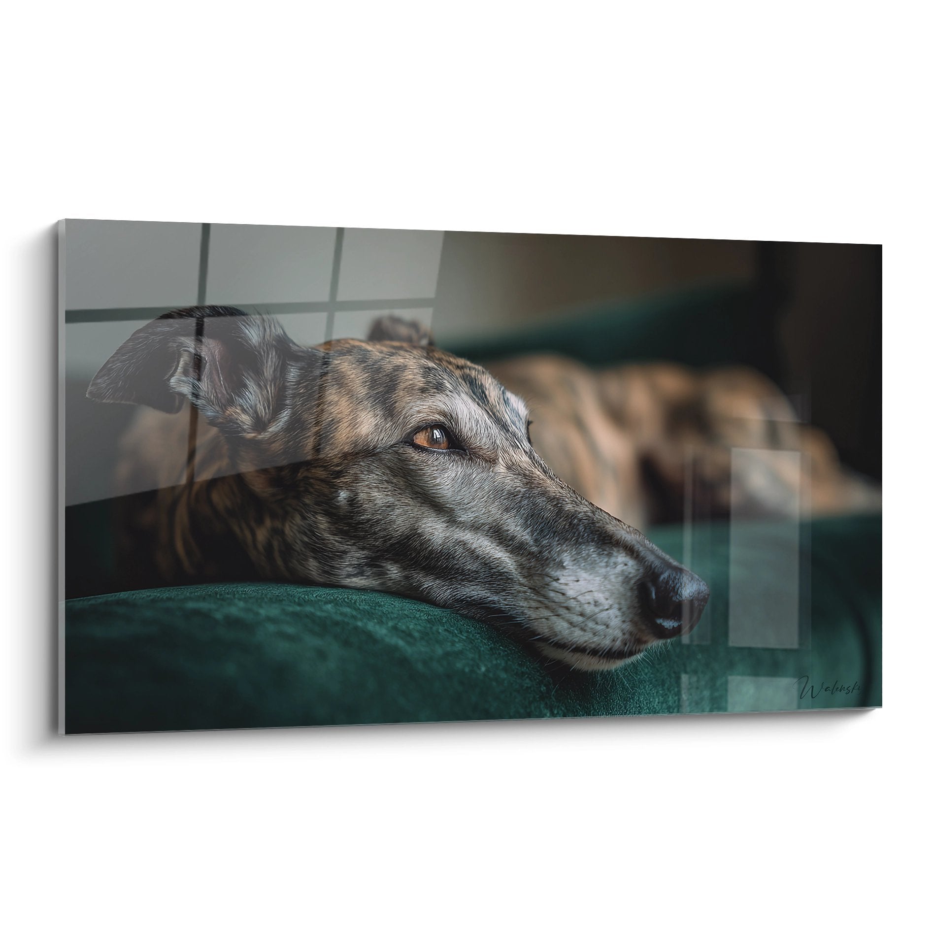 Lévrier Whippet endormi sur coussin turquoise, pelage gris et brun, ambiance paisible et tendre