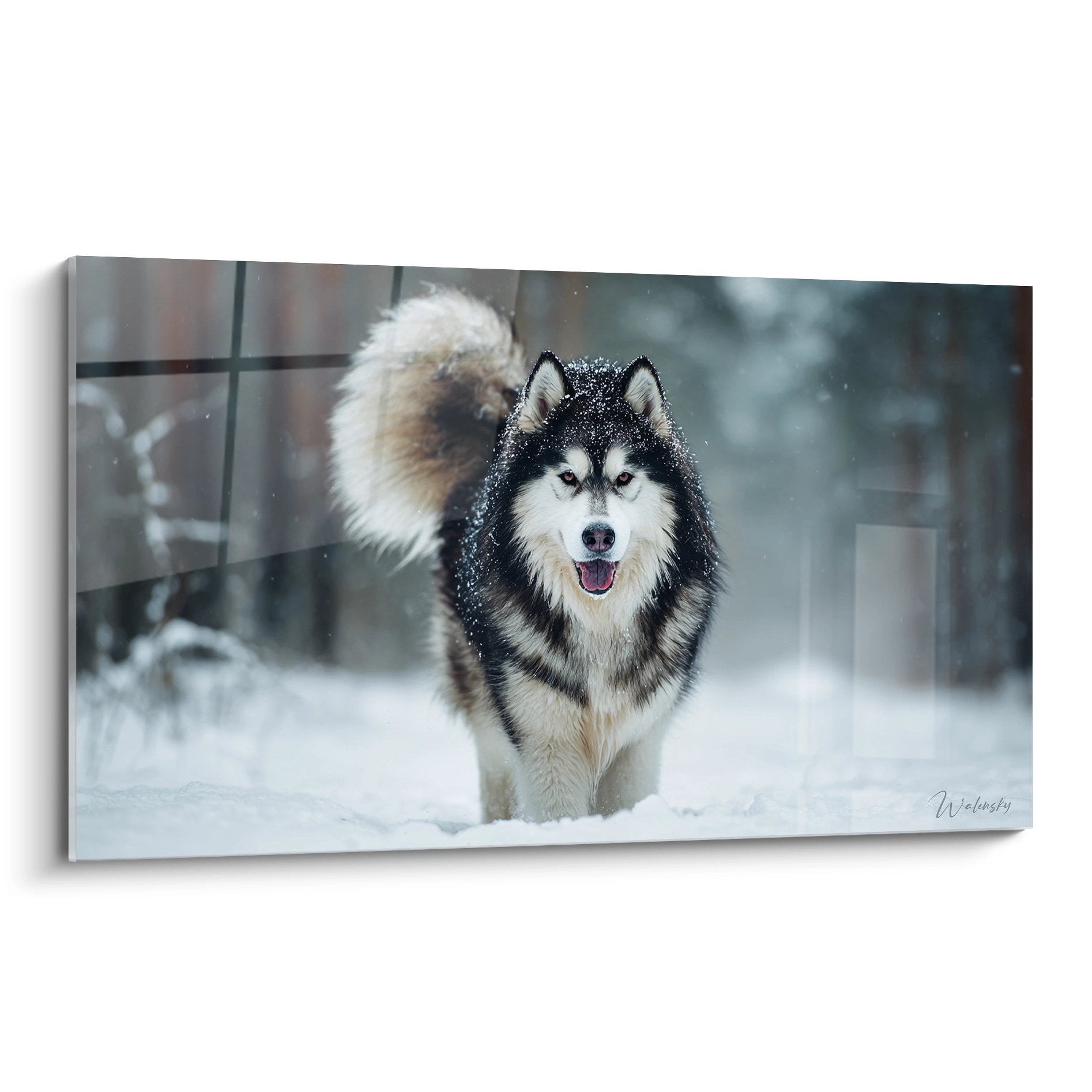 Tableau Malamute Alaska noir et blanc courant dans la neige avec flocons cristallises autour du museau