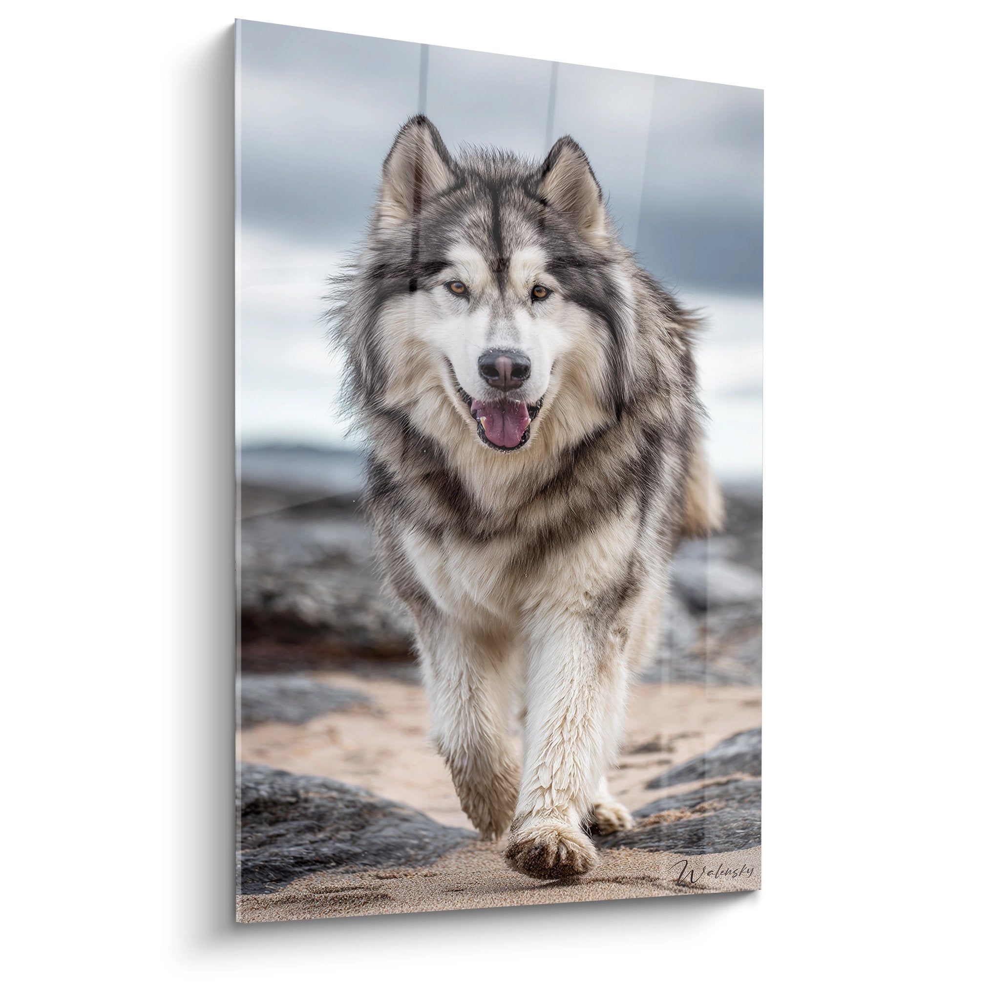 Malamute Alaska aux yeux dorés courant joyeusement sur une plage, langue rose, pelage gris et blanc détaillé