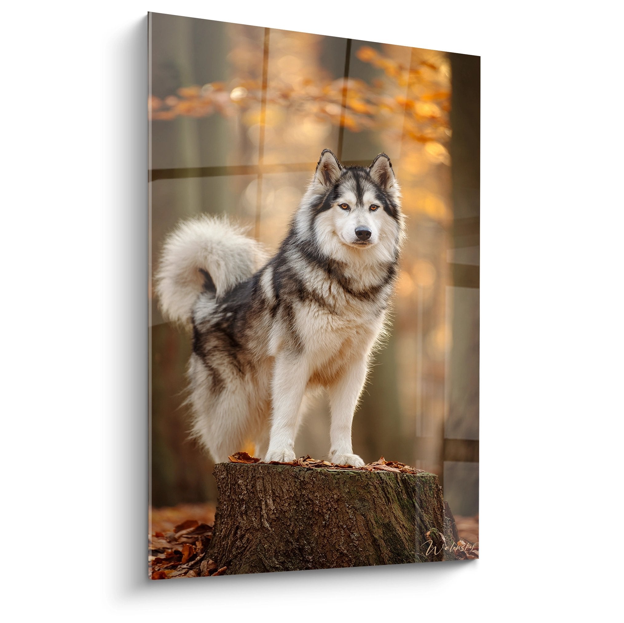 Malamute Alaska majestueux perche sur tronc arbre lumiere doree automnale portrait canin noble