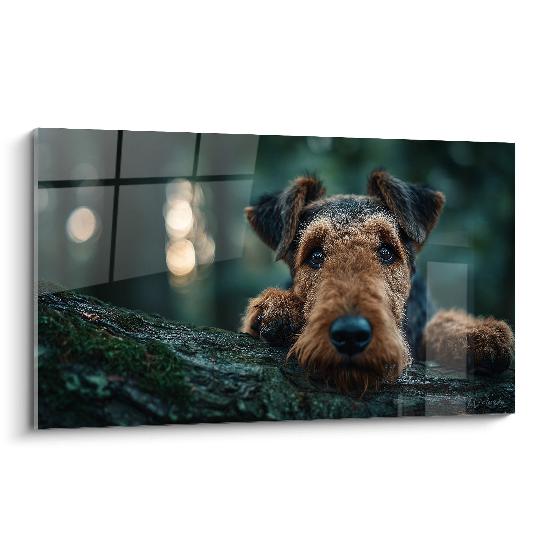 Portrait artistique d'Airedale Terrier aux yeux melancoliques pose sur pierre moussue verte avec eclairage naturel doux