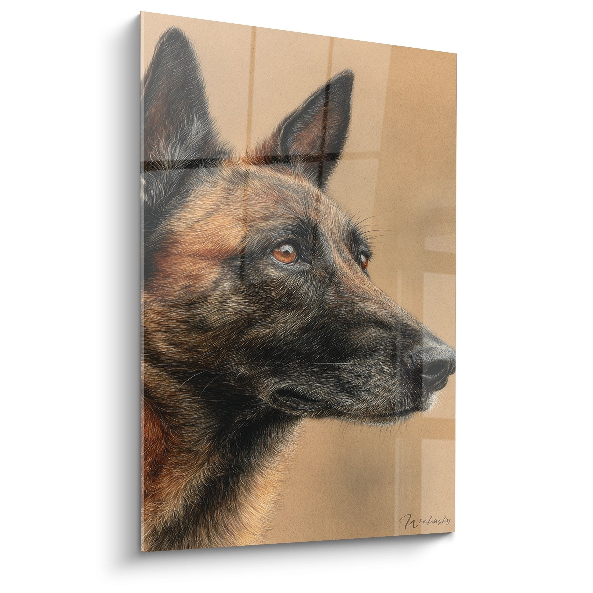 Portrait de profil Berger Belge Malinois aux tons fauve et noir sur fond beige avec regard ambre