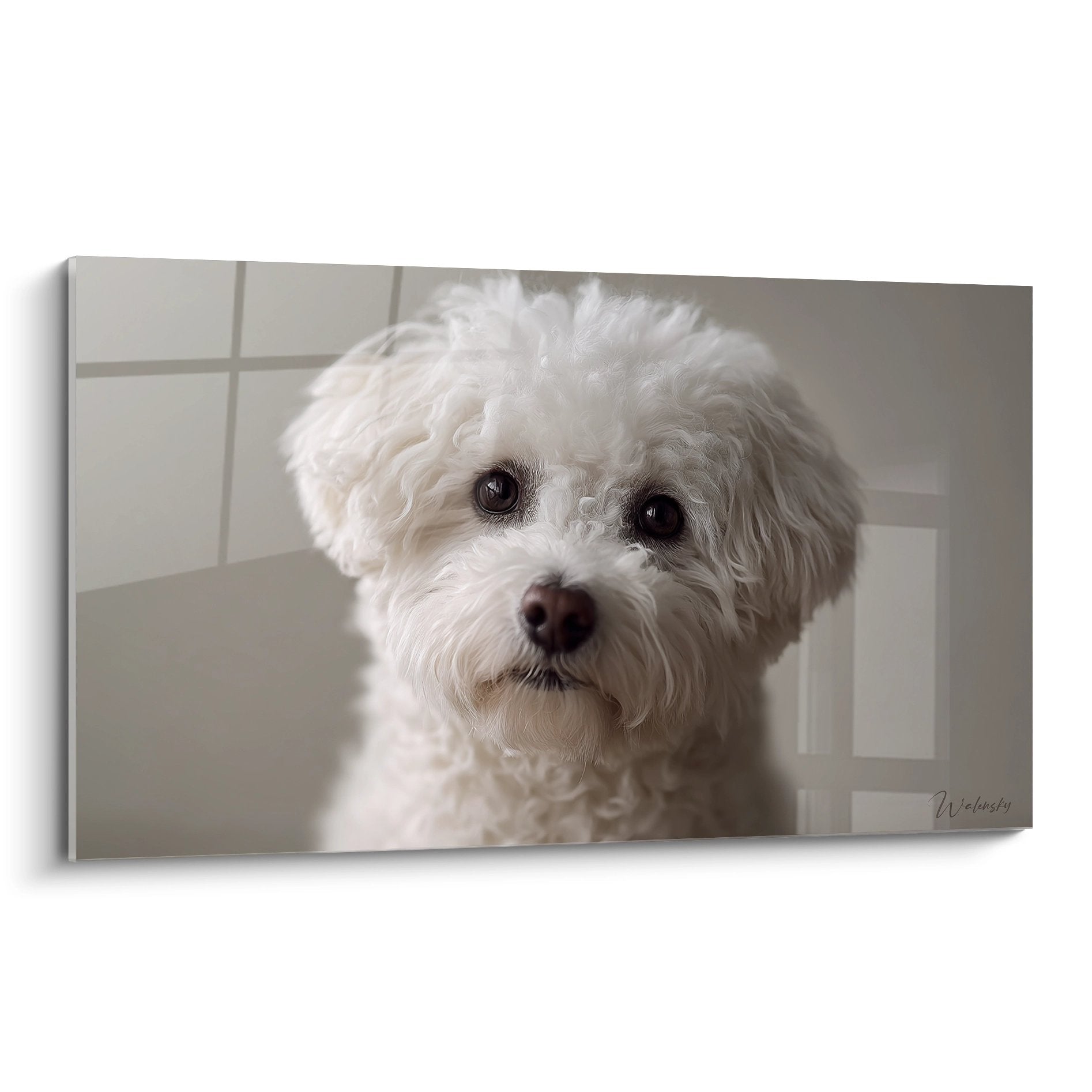 Portrait attendrissant de Bichon Frise aux yeux expressifs et pelage blanc boucle sur fond neutre