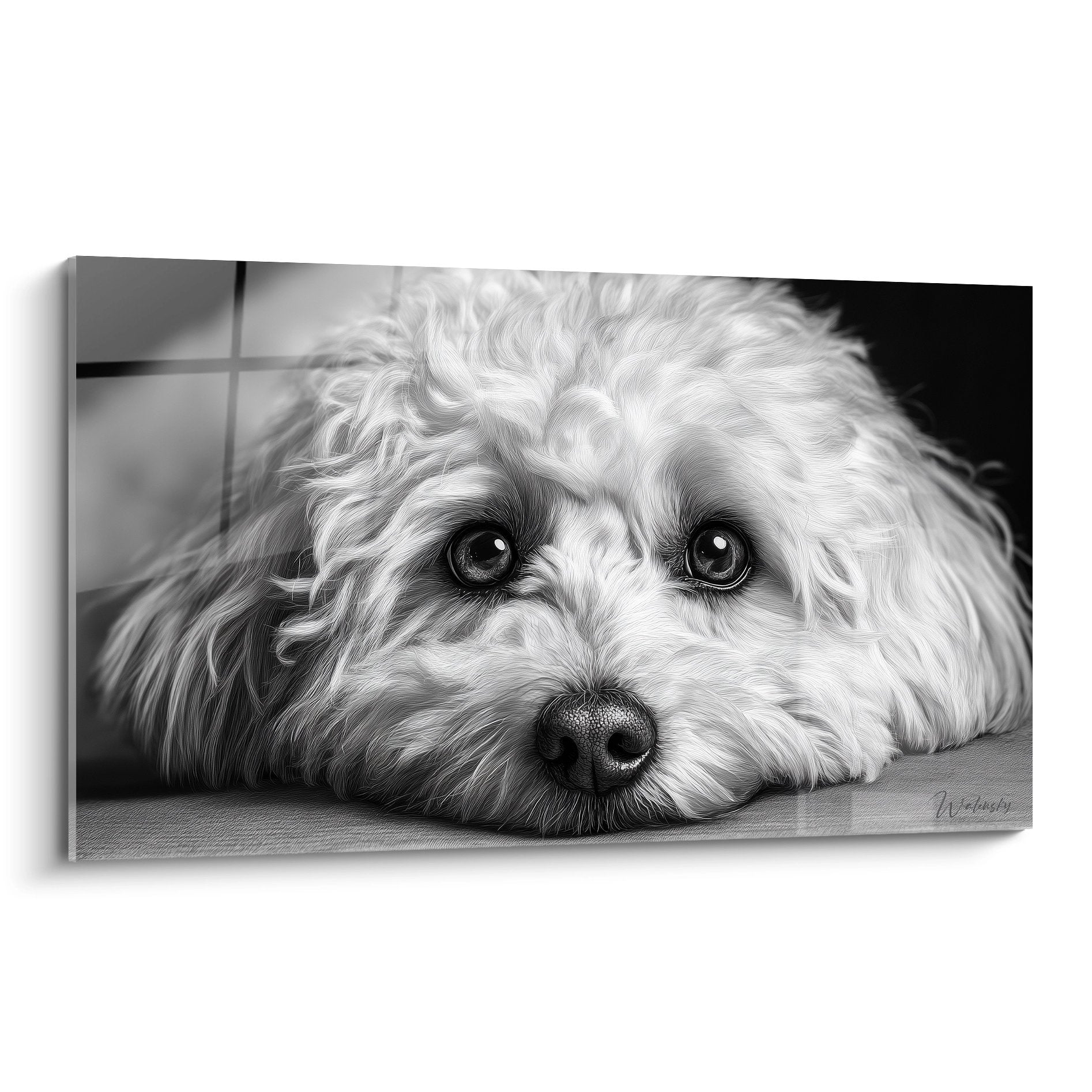 Portrait noir et blanc Bichon Havanais couché tête posée regard mélancolique pelage bouclé