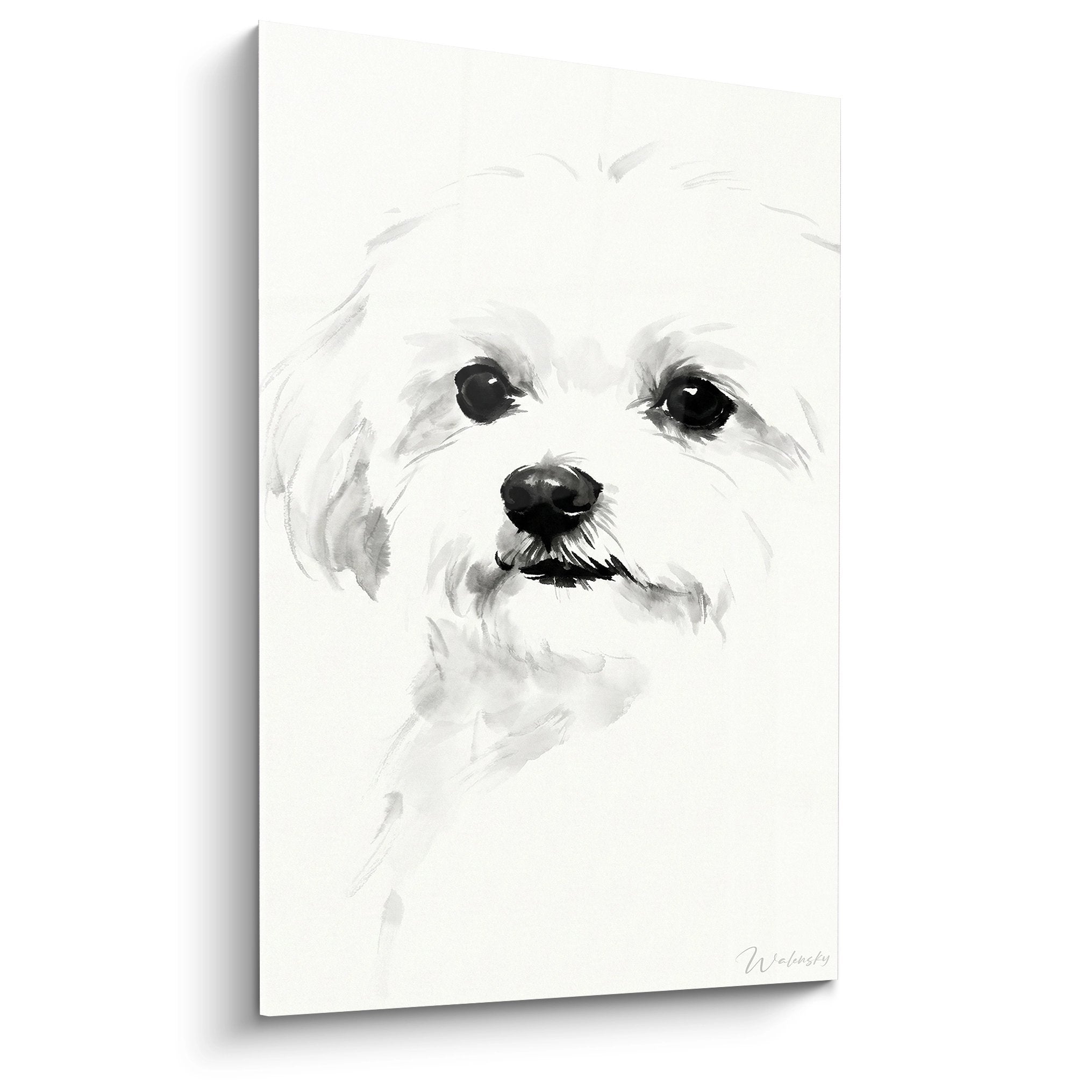 Ritratto acquerello Bichon Maltese bianco con occhi neri espressivi su fondo immacolato tecnica delicata