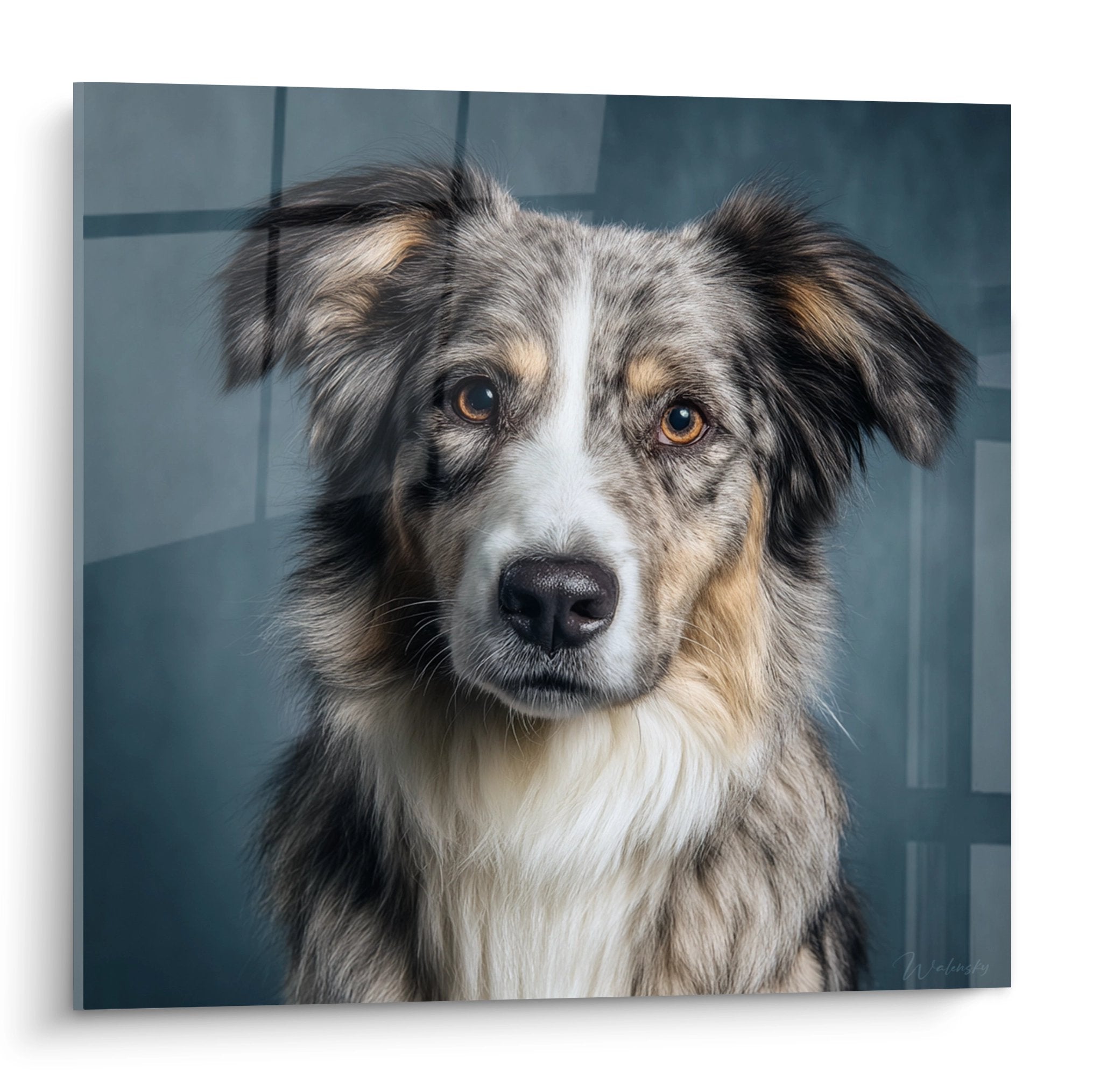Portrait realiste border collie yeux ambres pelage tricolore gris beige blanc fond moderne