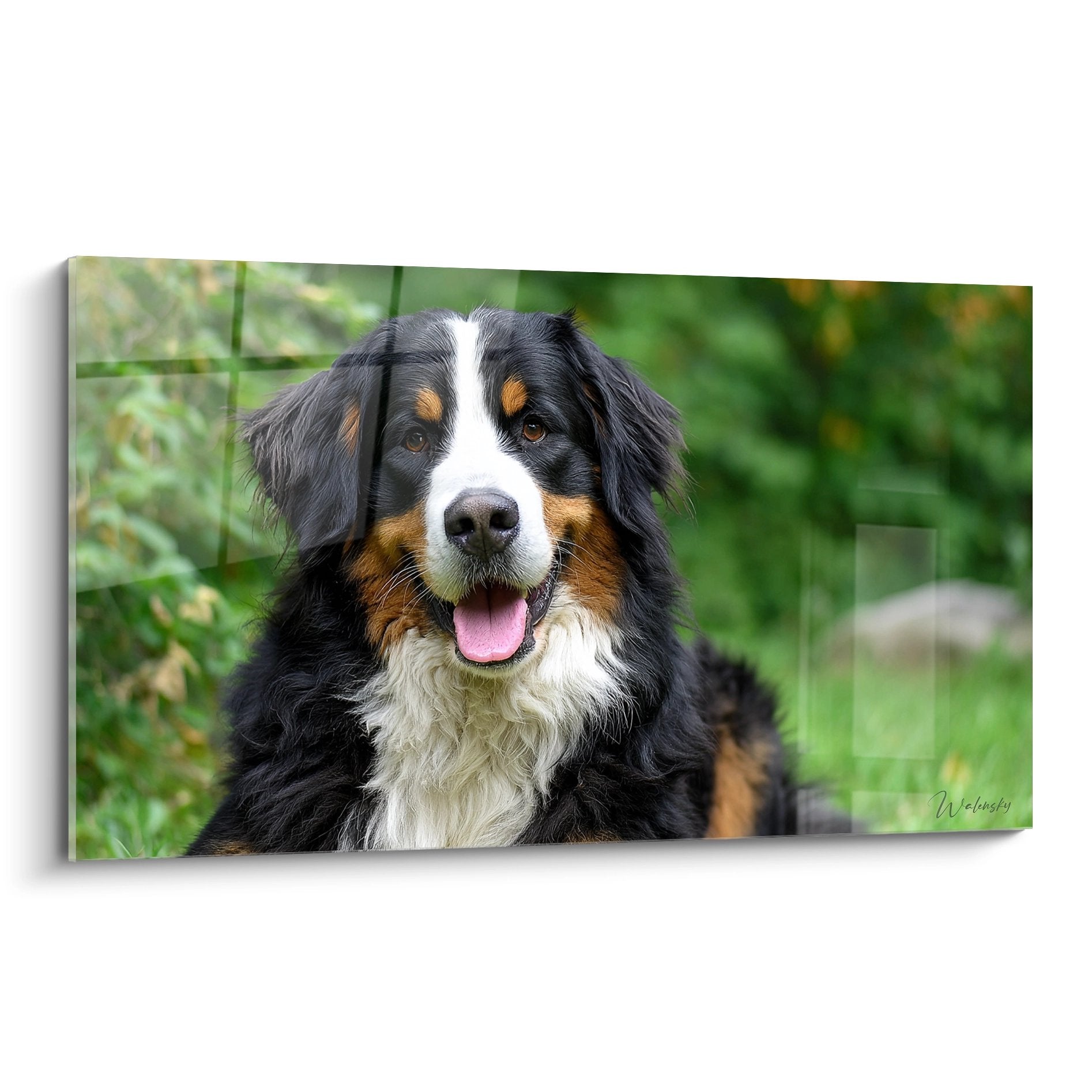 Fröhliches Porträt Berner Sennenhund tricolor mit herausgestreckter Zunge unscharfer grüner Hintergrund Hundewandkunst