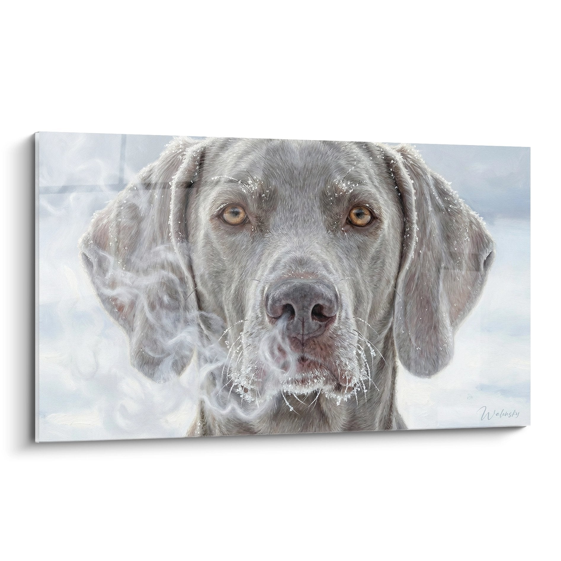 Portrait réaliste Braque de Weimar gris yeux ambrés dans la neige, regard contemplatif hivernal