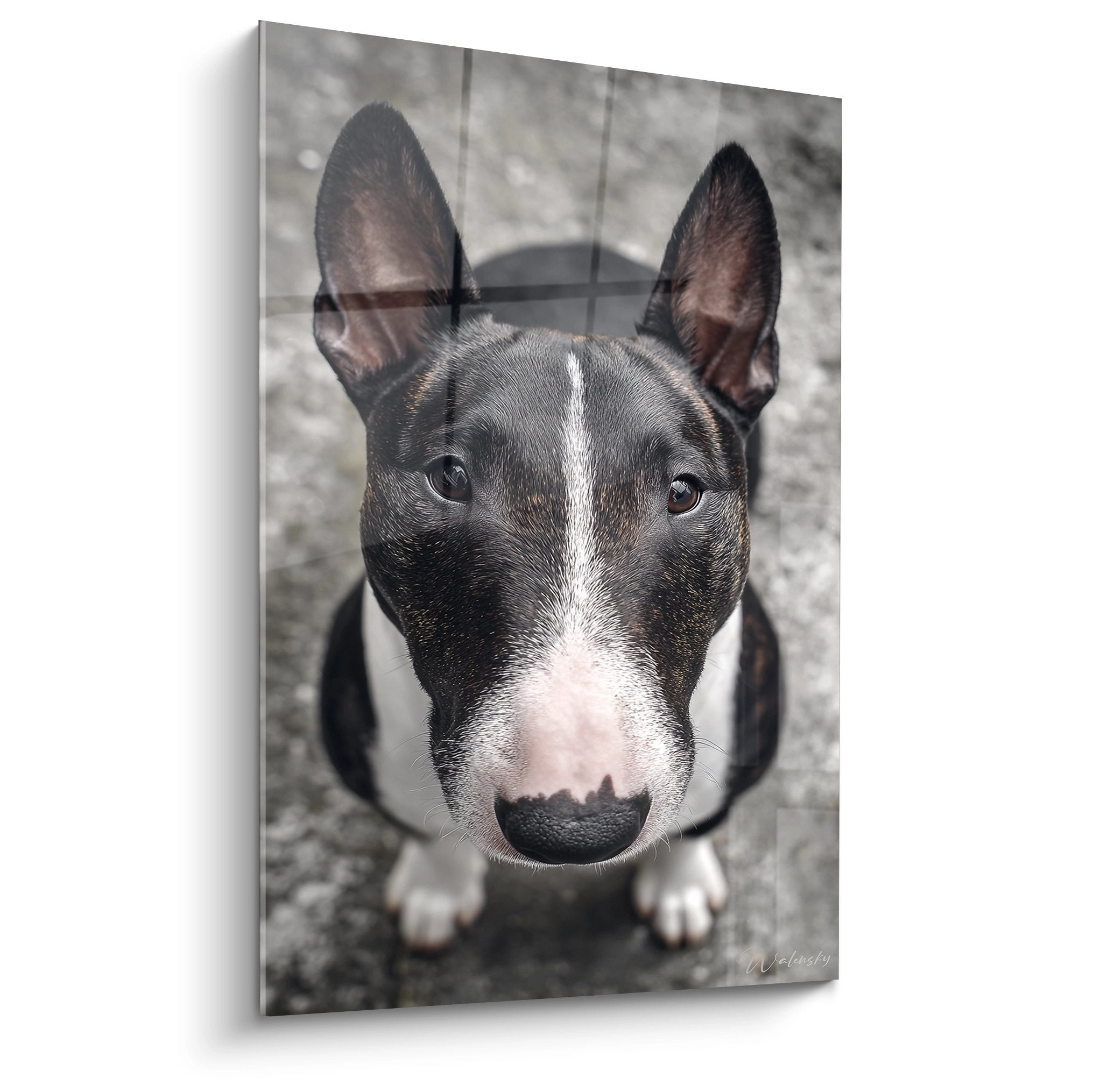 Portrait rapproche bull terrier noir et blanc regard intense oreilles dressees