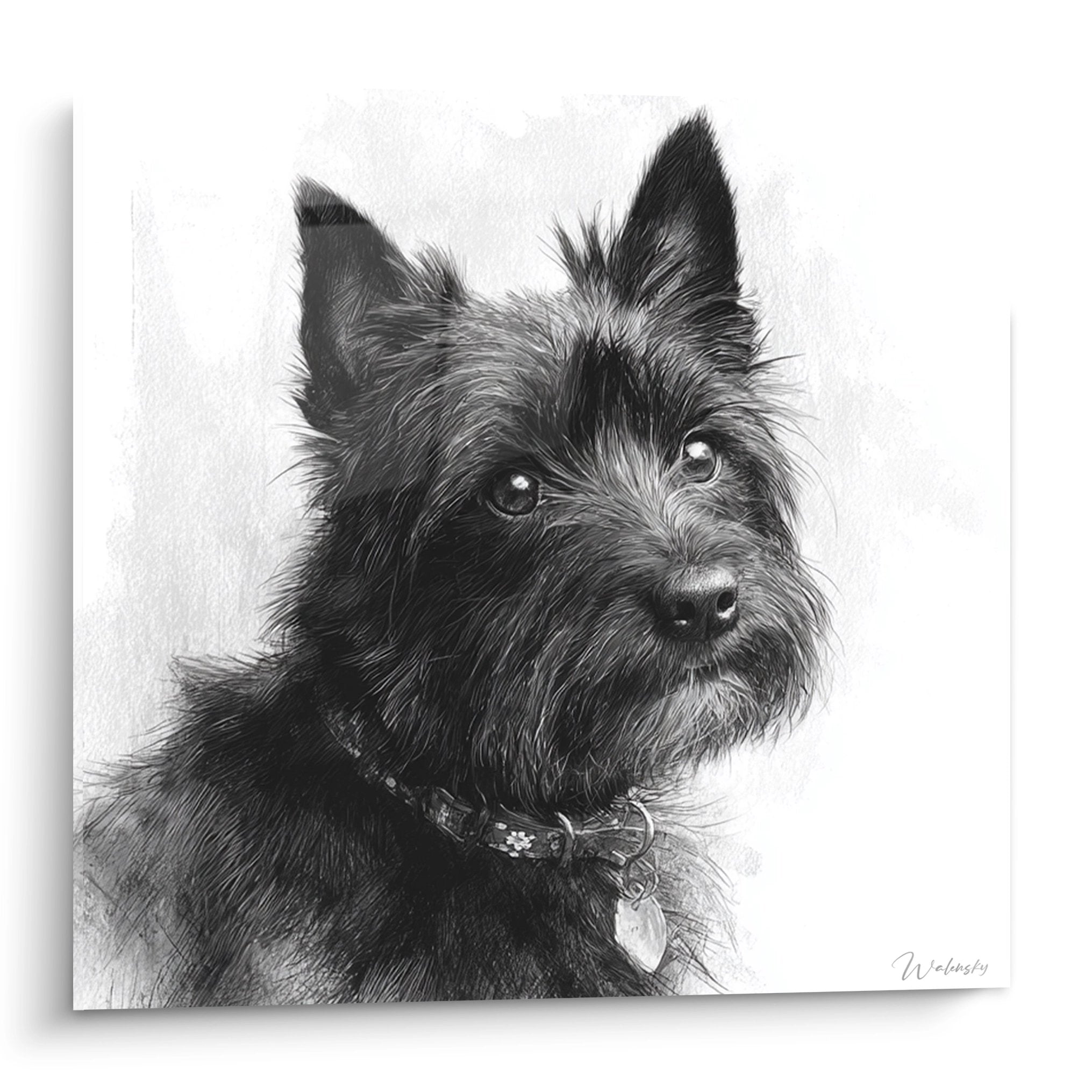 Realistisches Porträt Cairn Terrier in Schwarz-Weiß-Bleistift ausdrucksstarker Blick verziertes Halsband