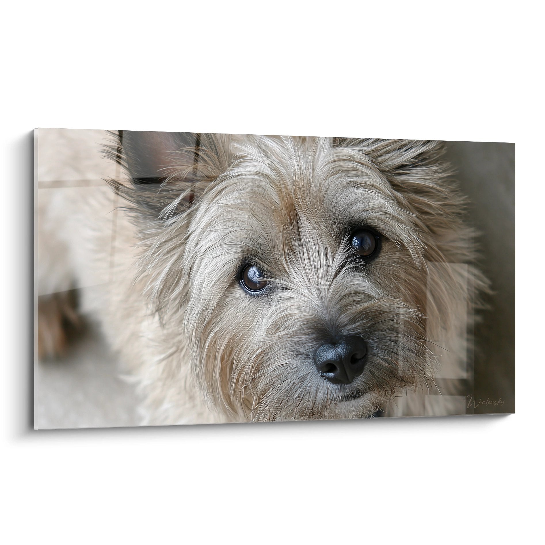 Portrait de Cairn Terrier aux yeux bleus avec pelage doré sur toile décorative murale