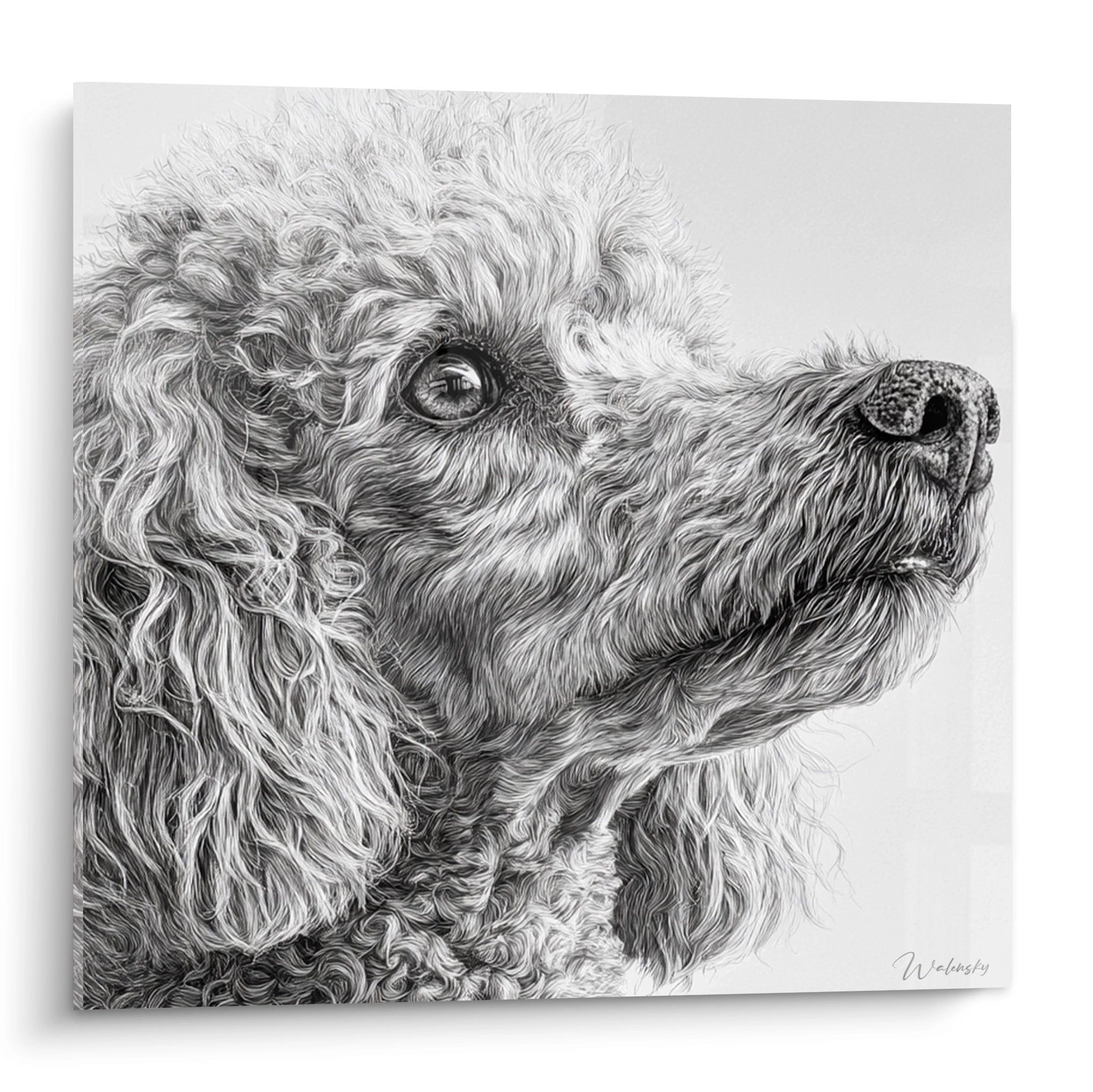 Portrait caniche aux boucles détaillées regardant vers le haut, dessin crayon graphite sur fond blanc