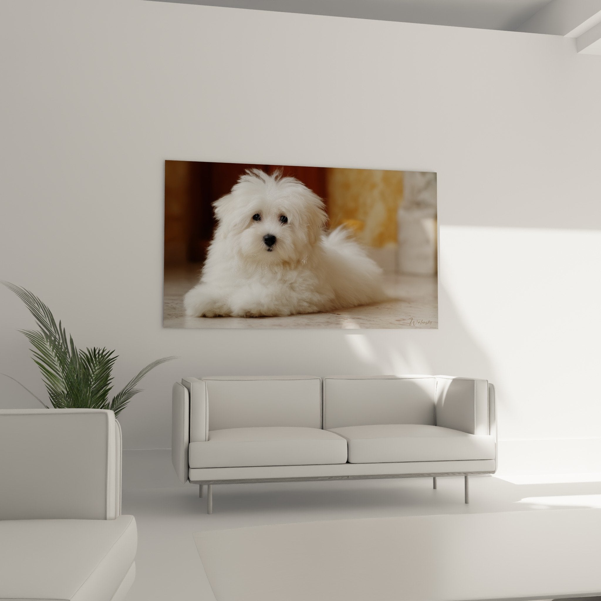 Gros plan portrait Coton de Tuléar blanc aux yeux expressifs, détail pelage vaporeux texture soyeuse naturelle