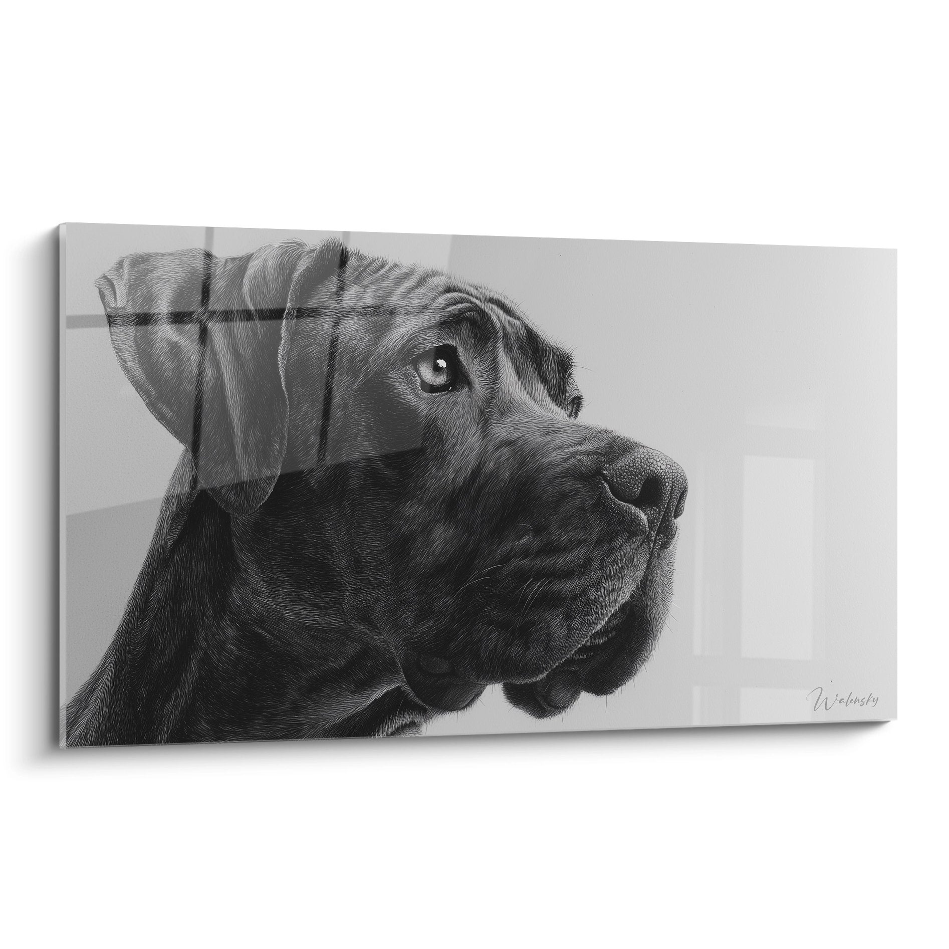 Portrait artistique dogue argentin blanc regard expressif vers le haut technique noir et blanc sepia