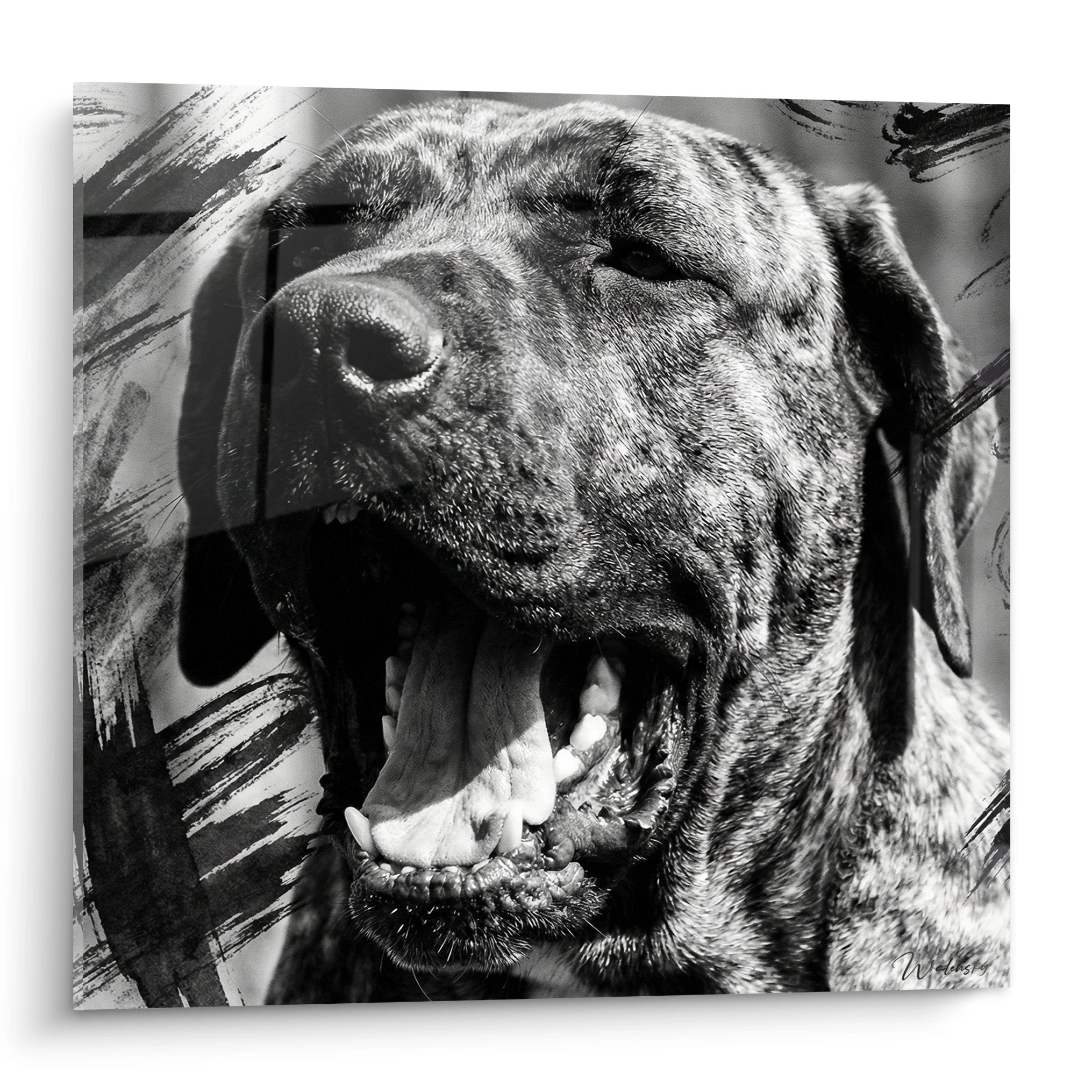 Portrait noir et blanc expressif d'un Fila Brasileiro gueule ouverte sur tableau mural décoratif