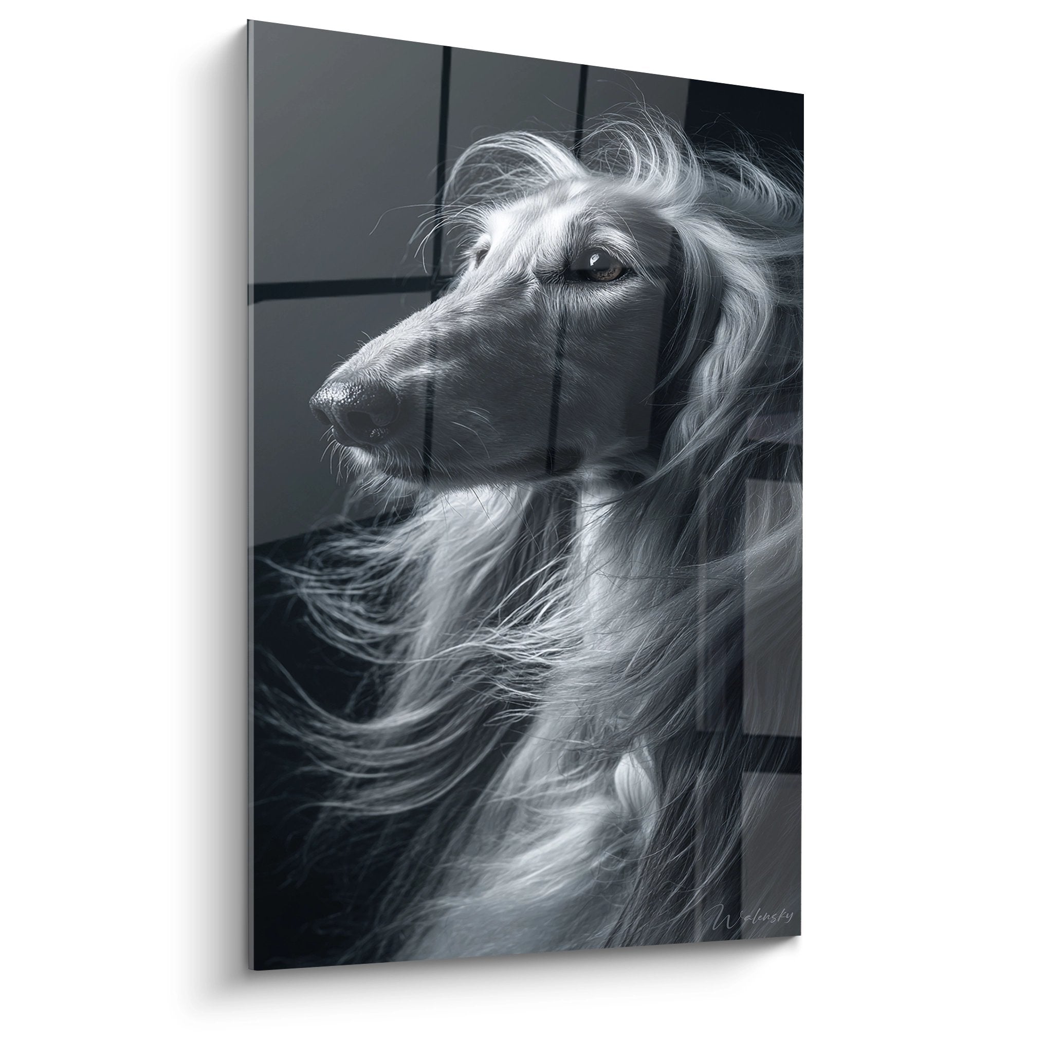 Portrait noir et blanc d'un Levrier Afghan au pelage soyeux et regard pensif sur fond gris