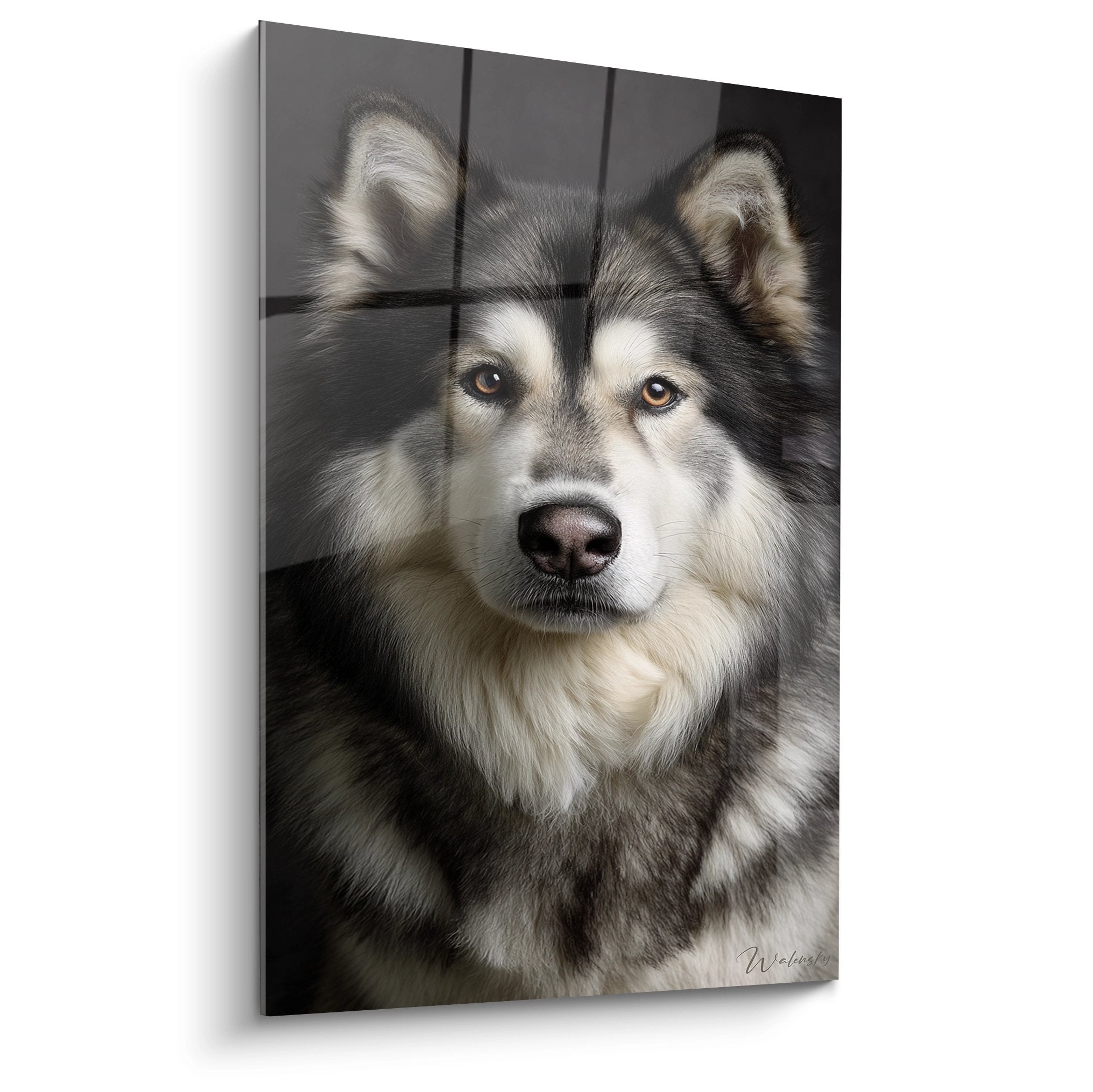 Portrait rapproché Malamute Alaska yeux ambrés pelage gris blanc regard intense tableau mural