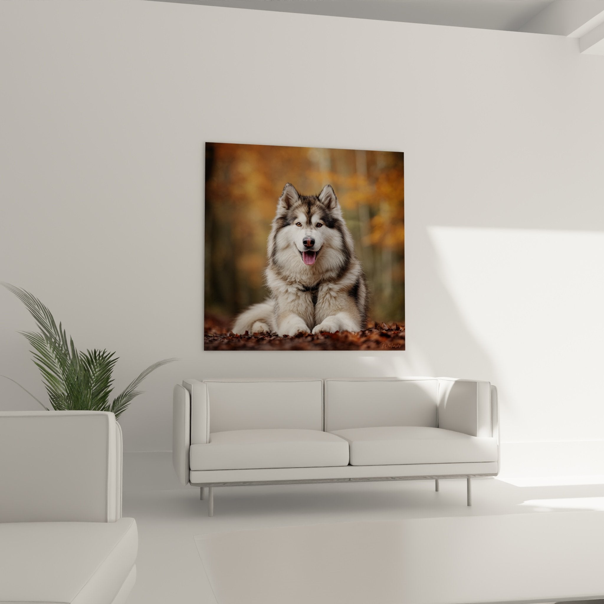 Gros plan visage malamute alaska yeux expressifs fourrure détaillée blanc gris tableau haute définition