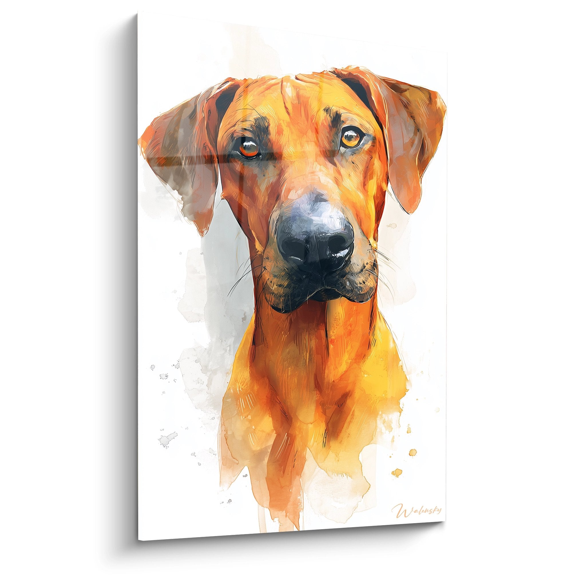 Portrait aquarelle de Rhodesian Ridgeback aux tons oranges et dorés sur fond blanc avec regard expressif
