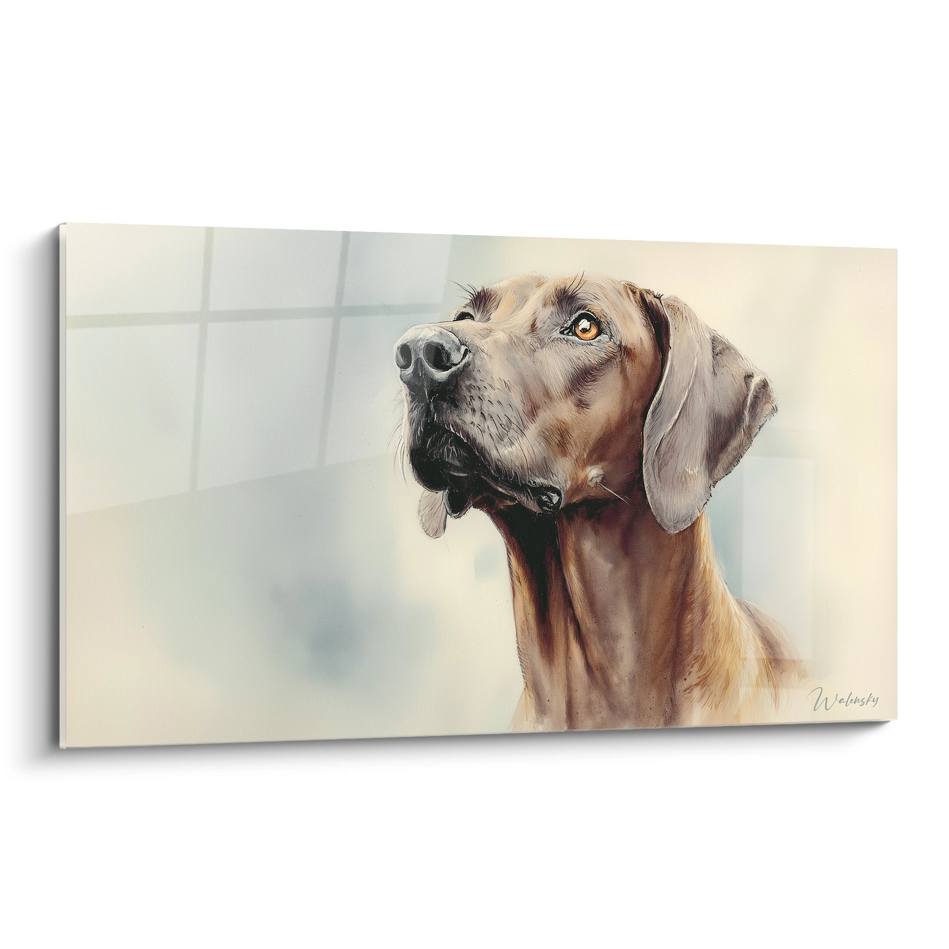 Portrait contemplatif de Rhodesian Ridgeback aux tons dorés levant les yeux vers le ciel sur fond clair