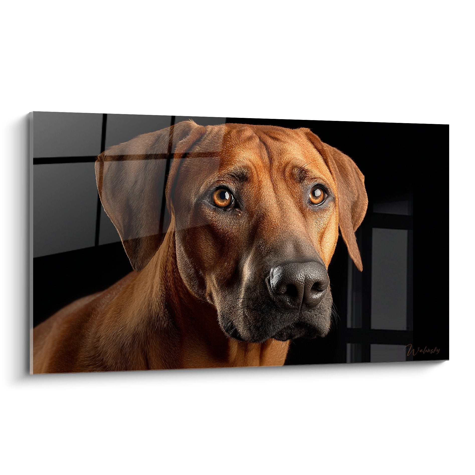 Portrait rapproché de Rhodesian Ridgeback aux yeux ambrés sur fond sombre, pelage roux cuivré éclairé naturellement