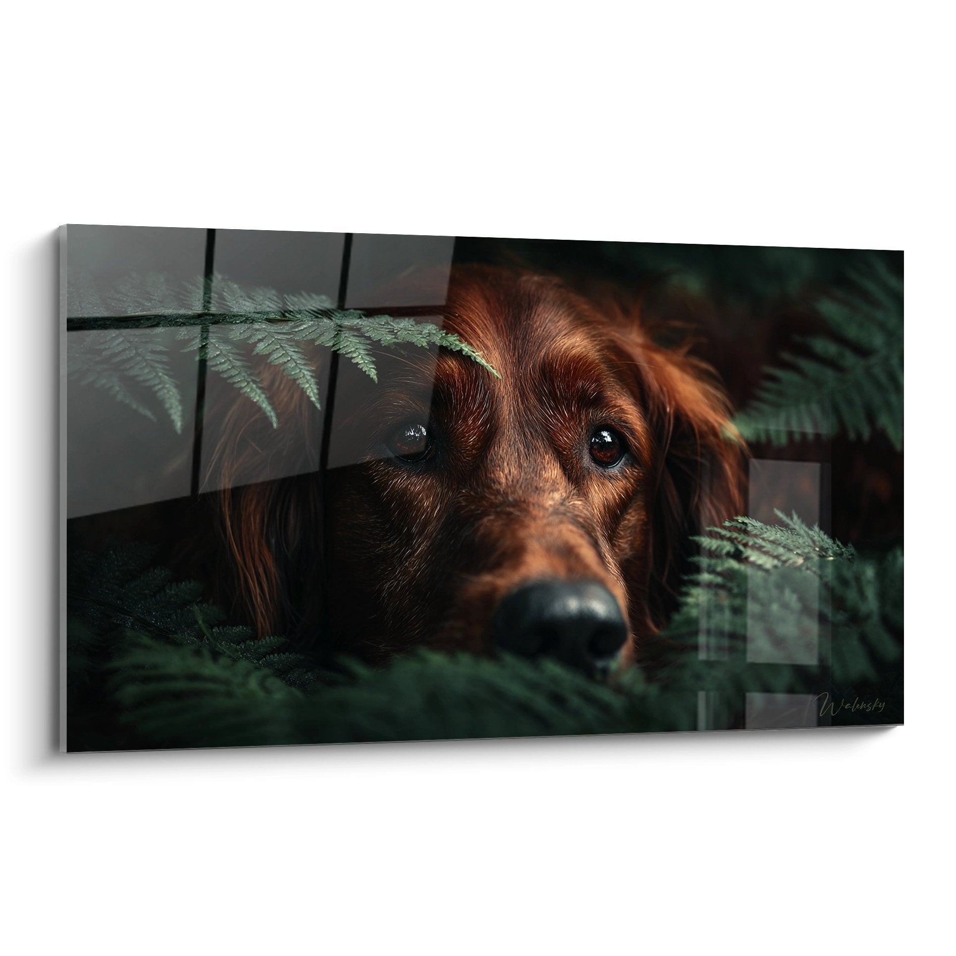 Portrait artistique Setter Irlandais roux pelage cuivré regard tendre végétation fougères vertes ambiance naturelle