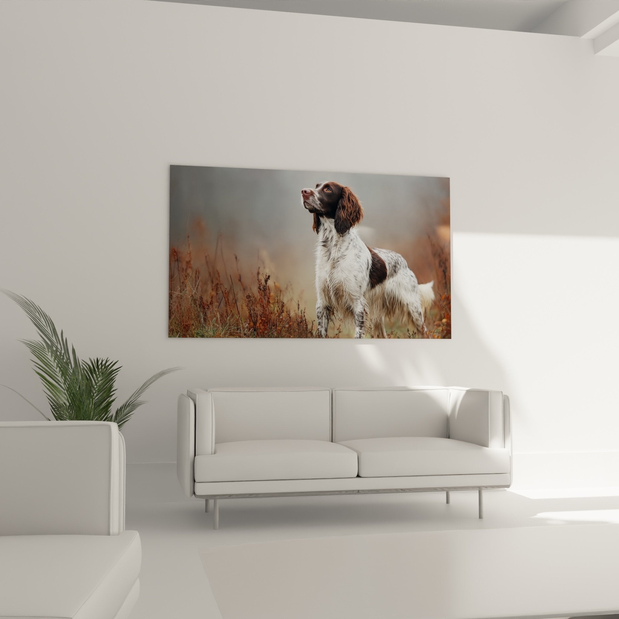 Gros plan portrait Springer Anglais aux oreilles tombantes, regard ambré intense, pelage bicolore détaillé