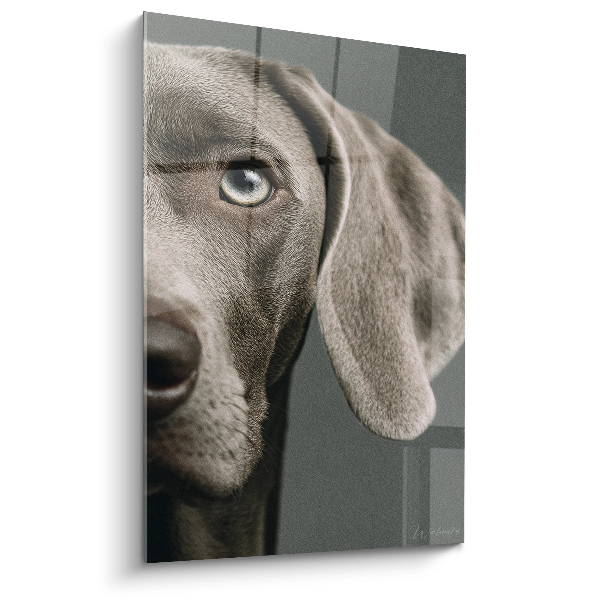 Portrait rapproché d'un Weimaraner aux yeux bleus perçants et pelage gris argenté sur fond neutre