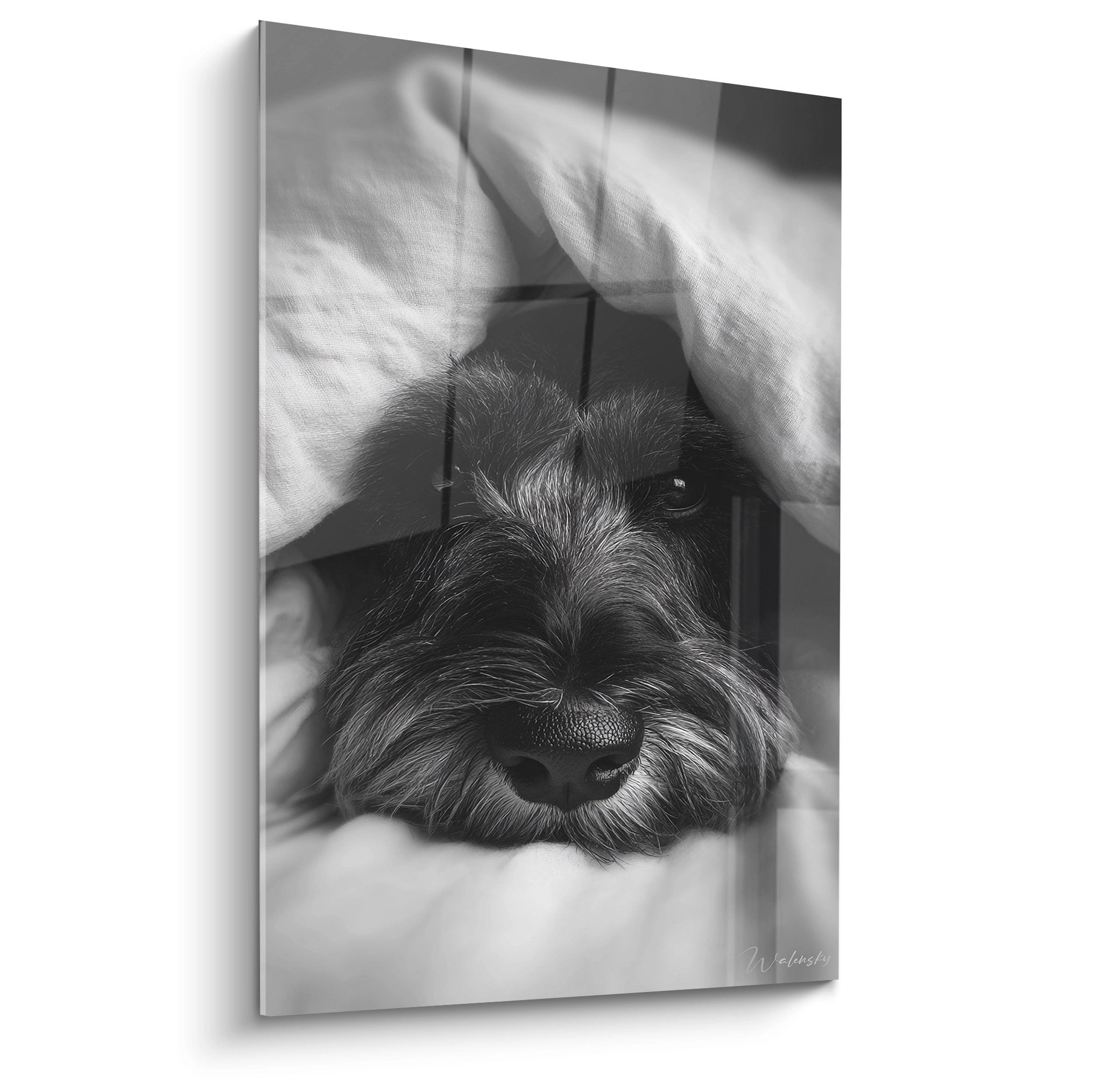 Portrait noir et blanc schnauzer blotti sous couverture blanche regard tendre art canin intimiste