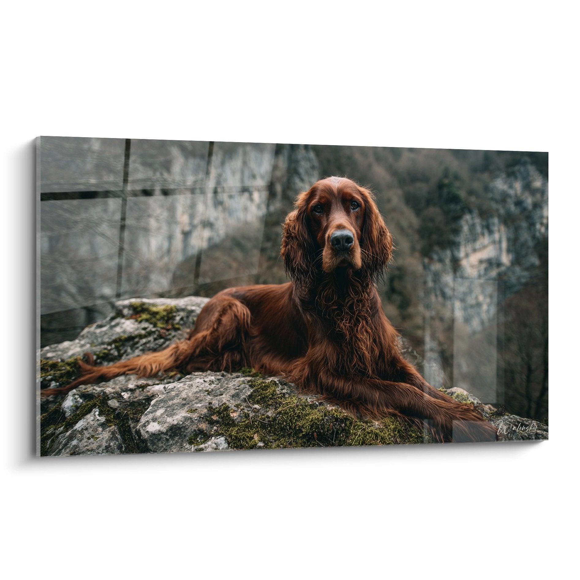 Tableau Setter Irlandais roux allongé sur rocher moussu regard contemplatif nature sauvage