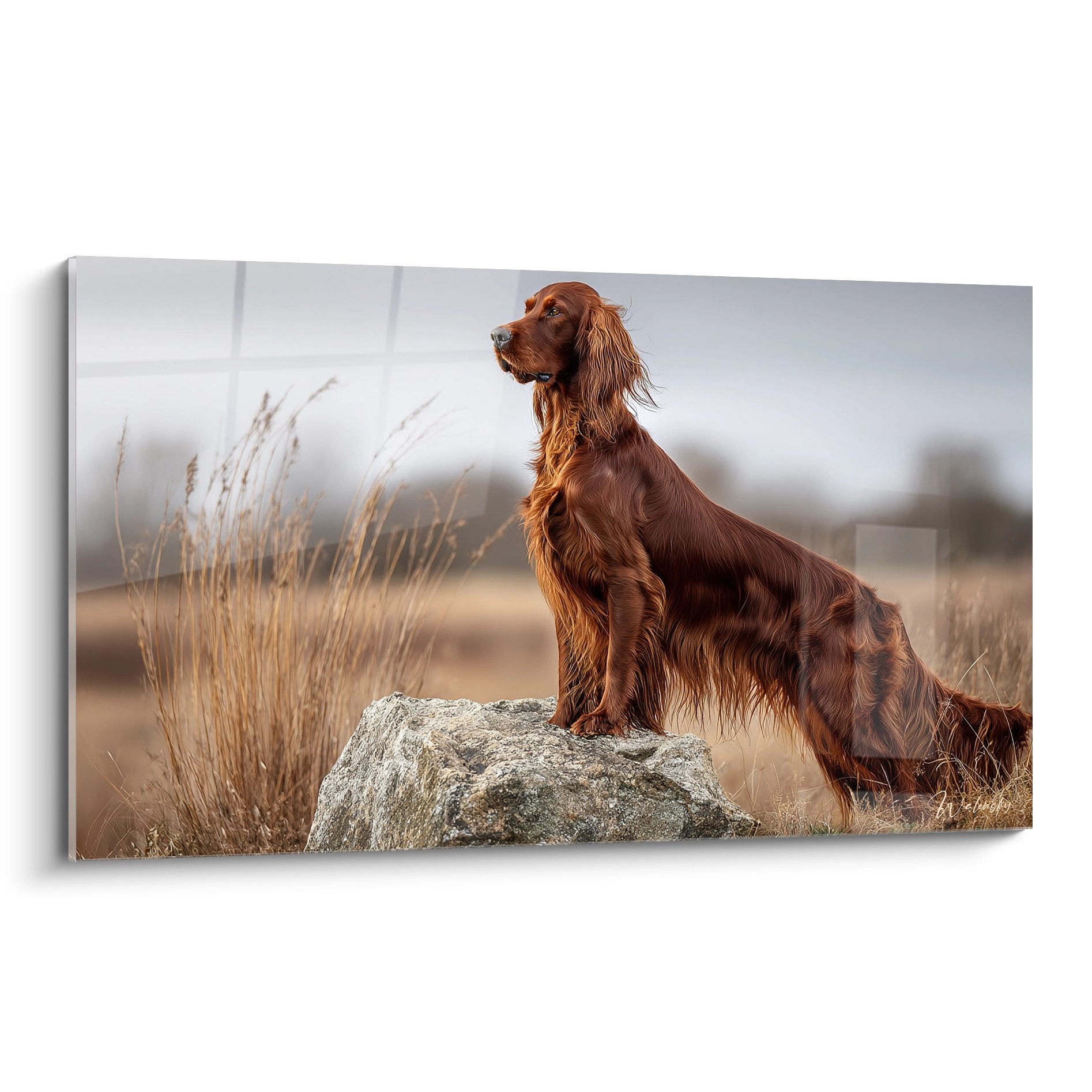 setter irlandais roux assis sur rocher dans prairie dorée contemplant horizon lumière naturelle